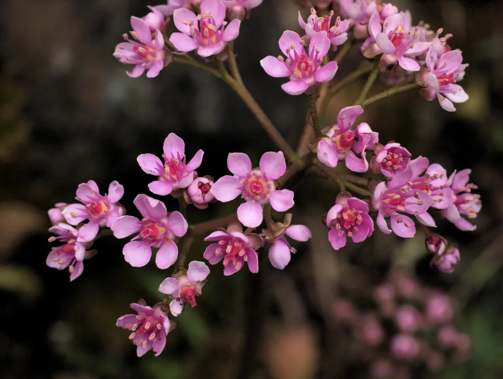 Umbrella Plant (Darmera Peltata) — An area receiving morning sun and afternoon shade, or dappled light throughout the day, would be ideal