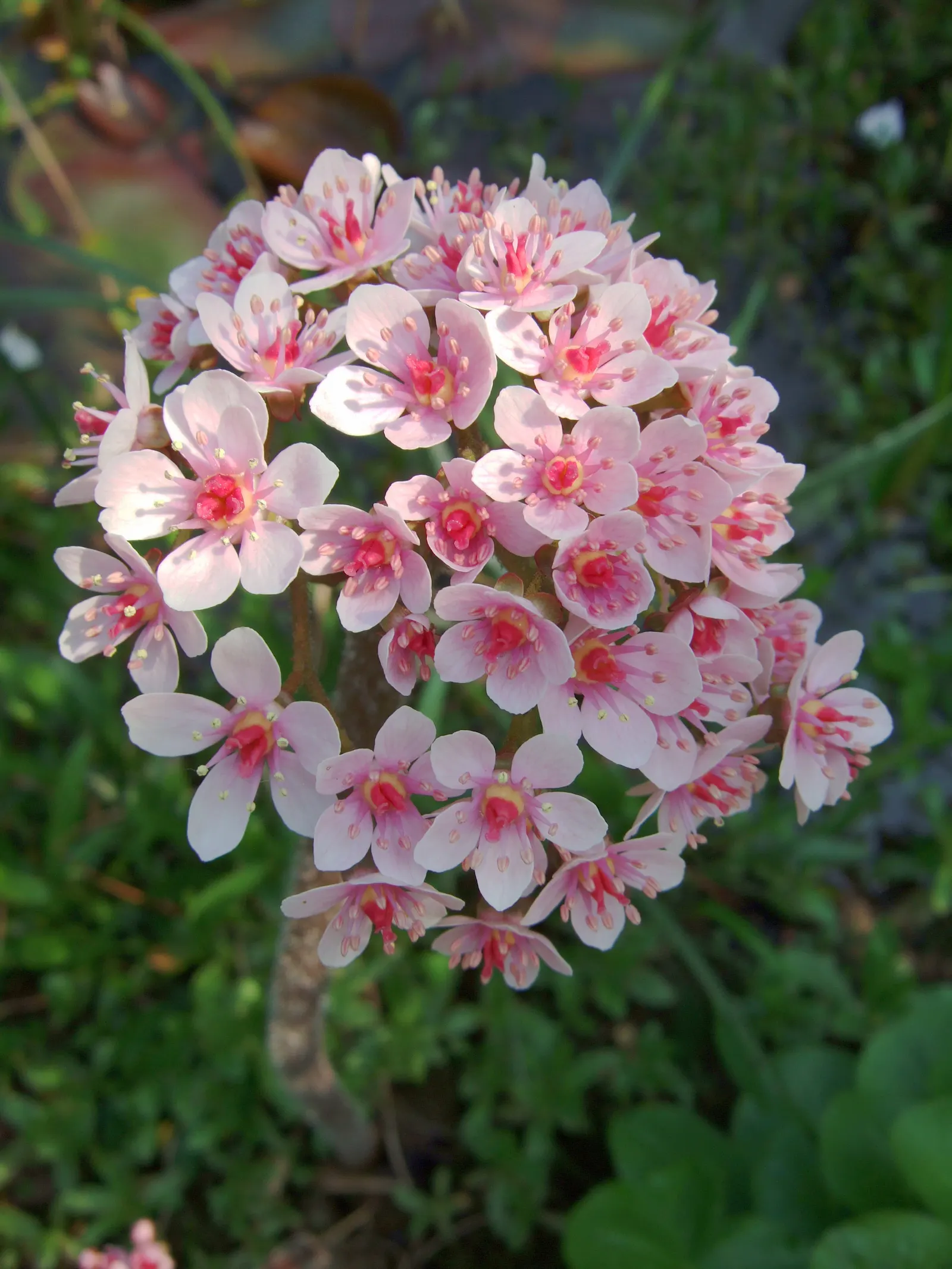 Umbrella Plant (Darmera Peltata) — soft-pink to white flowers elevated above the ground on flower stalks that may grow up to 5 feet tall; commonly known as