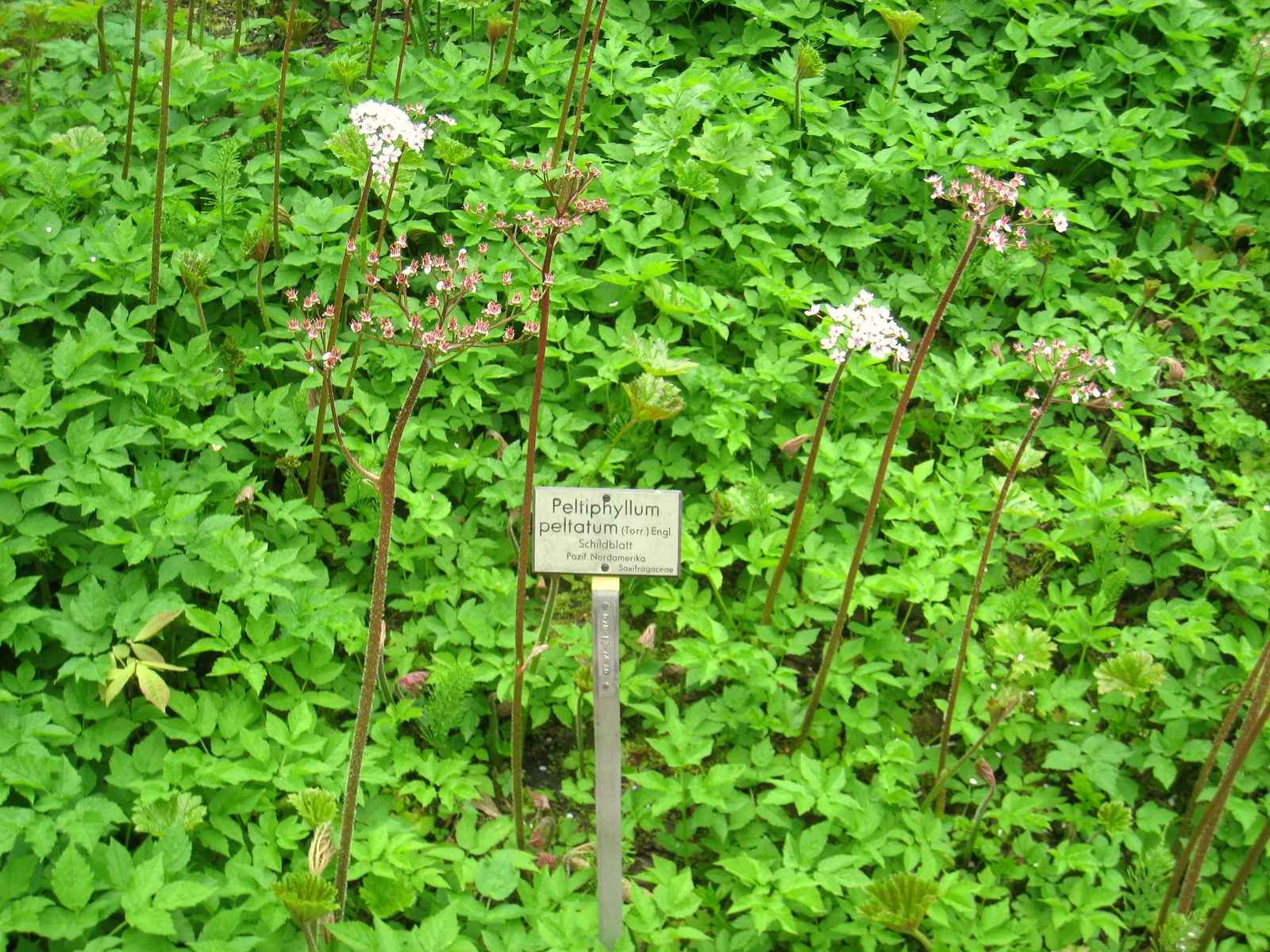 Umbrella Plant (Darmera Peltata) — An area receiving morning sun and afternoon shade, or dappled light throughout the day, would be ideal; emerald leaves (up