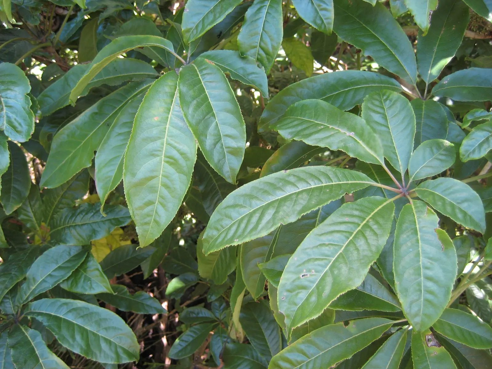 Umbrella Plant (Darmera Peltata) — commonly known as Umbrella Plant; in early spring, charming pinkish-white flower clusters emerge before the, image 82
