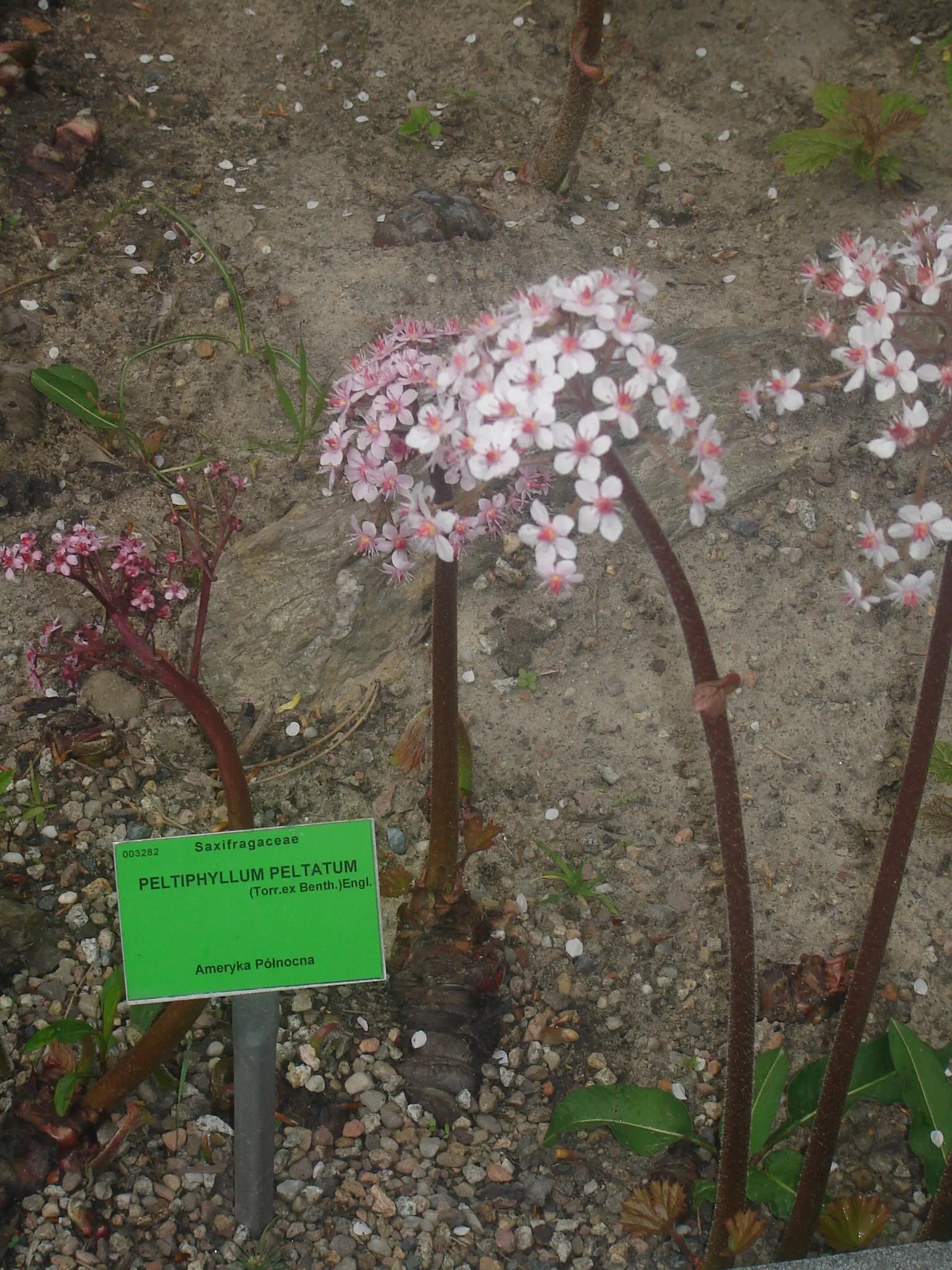 Umbrella Plant (Darmera Peltata) — commonly known as Umbrella Plant; in early spring, charming pinkish-white flower clusters emerge before the, image 55