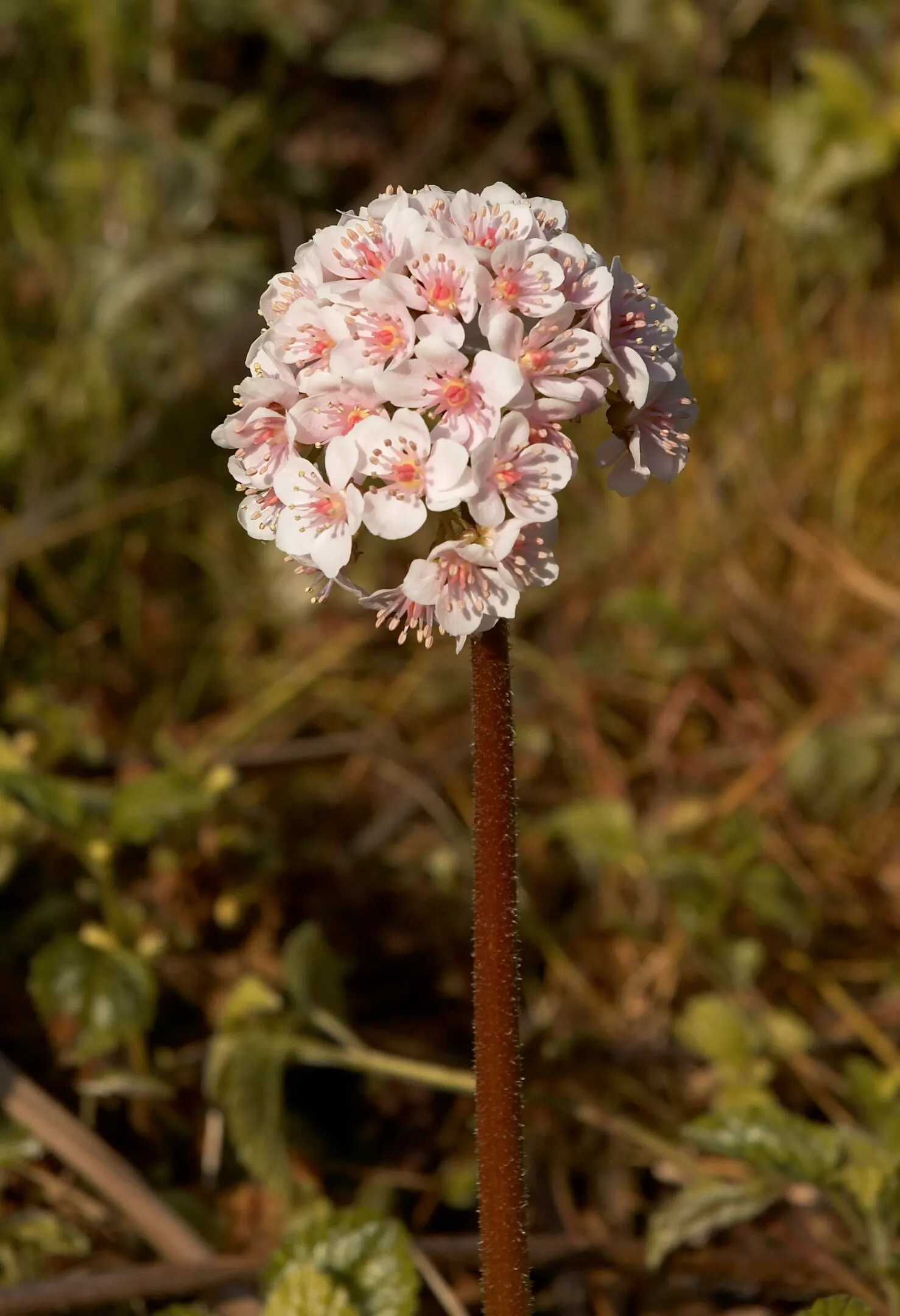 Umbrella Plant (Darmera Peltata) — In early spring, charming pinkish-white flower clusters emerge before the foliage; pink flowers in the garden, image 58