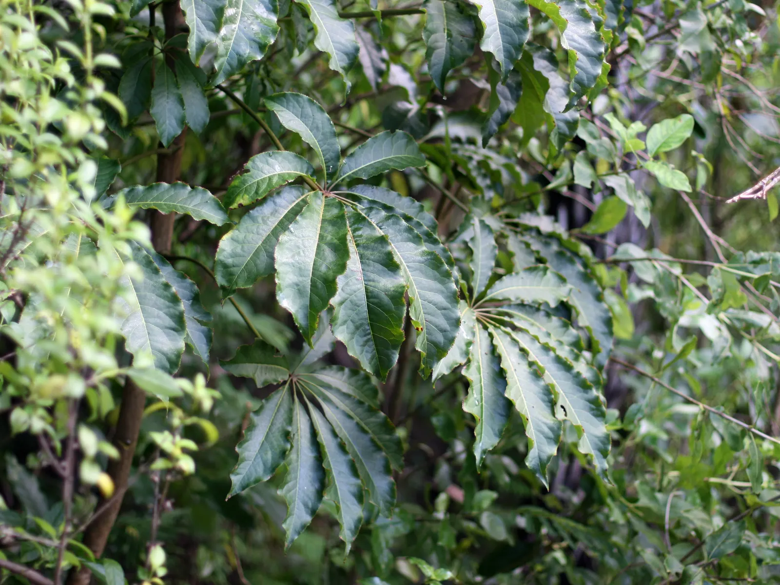 Umbrella Plant (Darmera Peltata) — In early spring, charming pinkish-white flower clusters emerge before the foliage; pink flowers in the garden, image 85