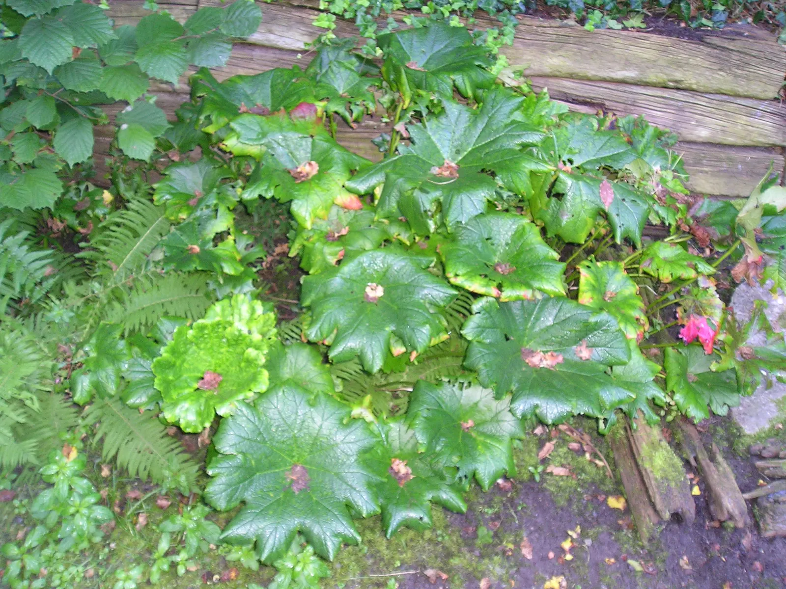 Umbrella Plant (Darmera Peltata) — These leaves emerge on long petioles directly from the rhizome; is an attractive perennial suited for those, image 67