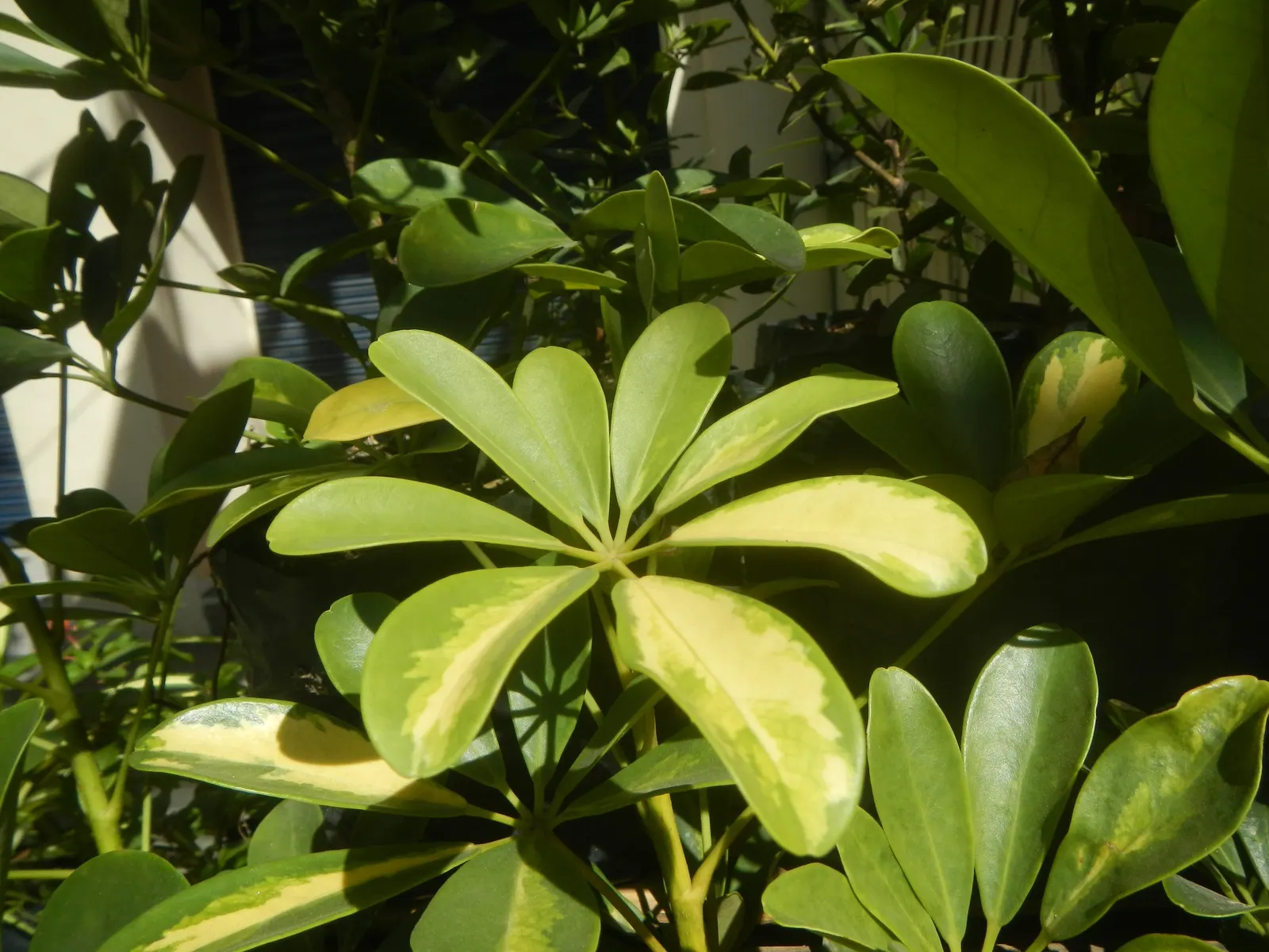 Umbrella Plant (Darmera Peltata) — pink flowers in the garden
