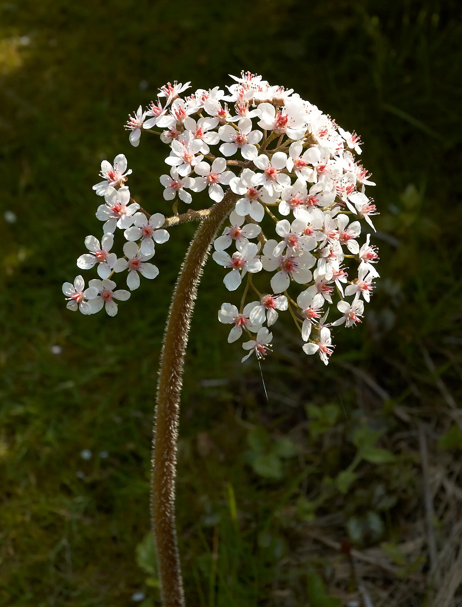 Umbrella Plant (Darmera Peltata) — Native to the cool mountain streams of California and Oregon; perennial with pink blooms