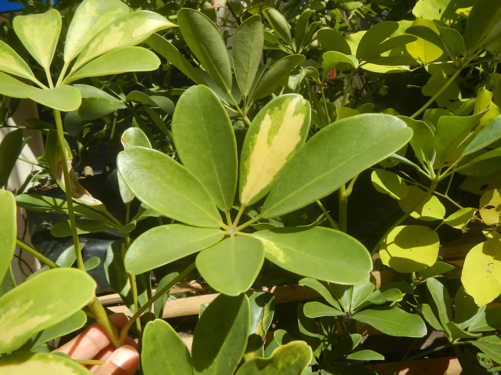 Umbrella Plant (Darmera Peltata) — typically reaching an overall height of about 36 to 48 inches tall.<br><br>In spring