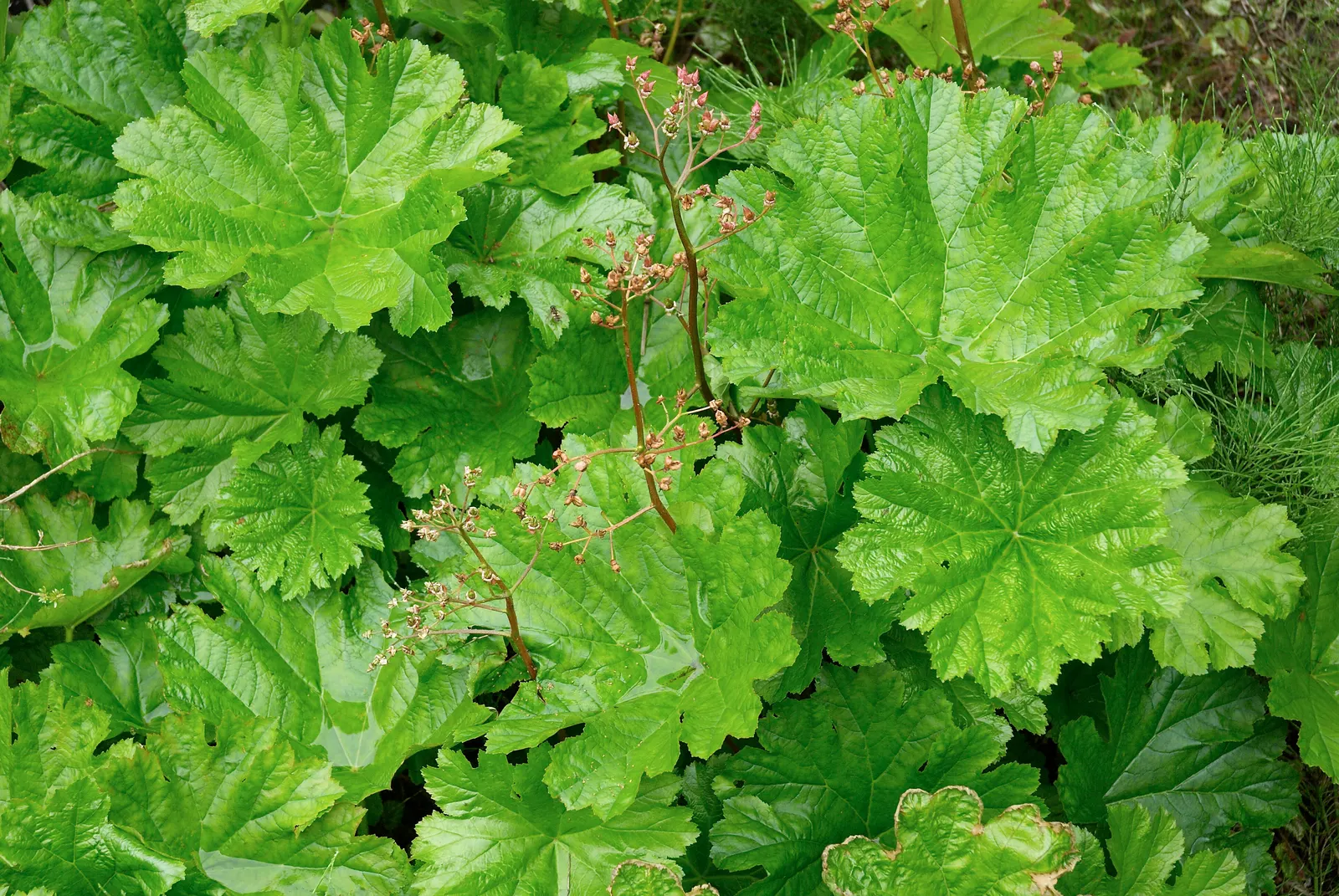 Umbrella Plant (Darmera Peltata) — commonly known as Umbrella Plant