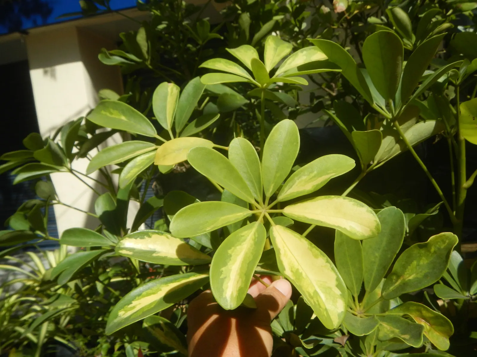 Umbrella Plant (Darmera Peltata) — requiring minimal care beyond regular watering during dry spells