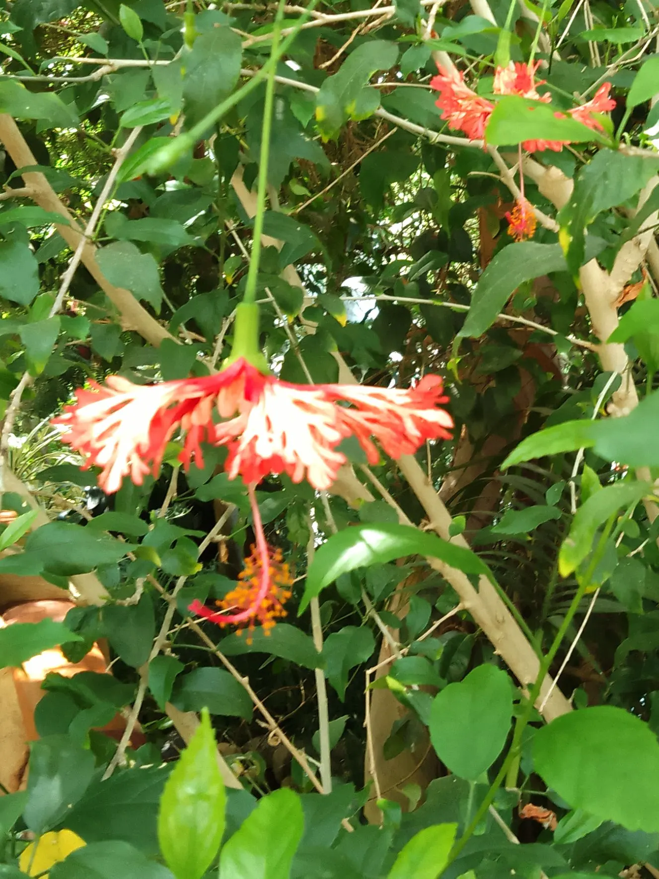 Umbrella Plant (Darmera Peltata) — It's hardy in USDA zones 5-9, presenting a dramatic, deciduous display; umbrella-like canopy over the damp soil, image 87