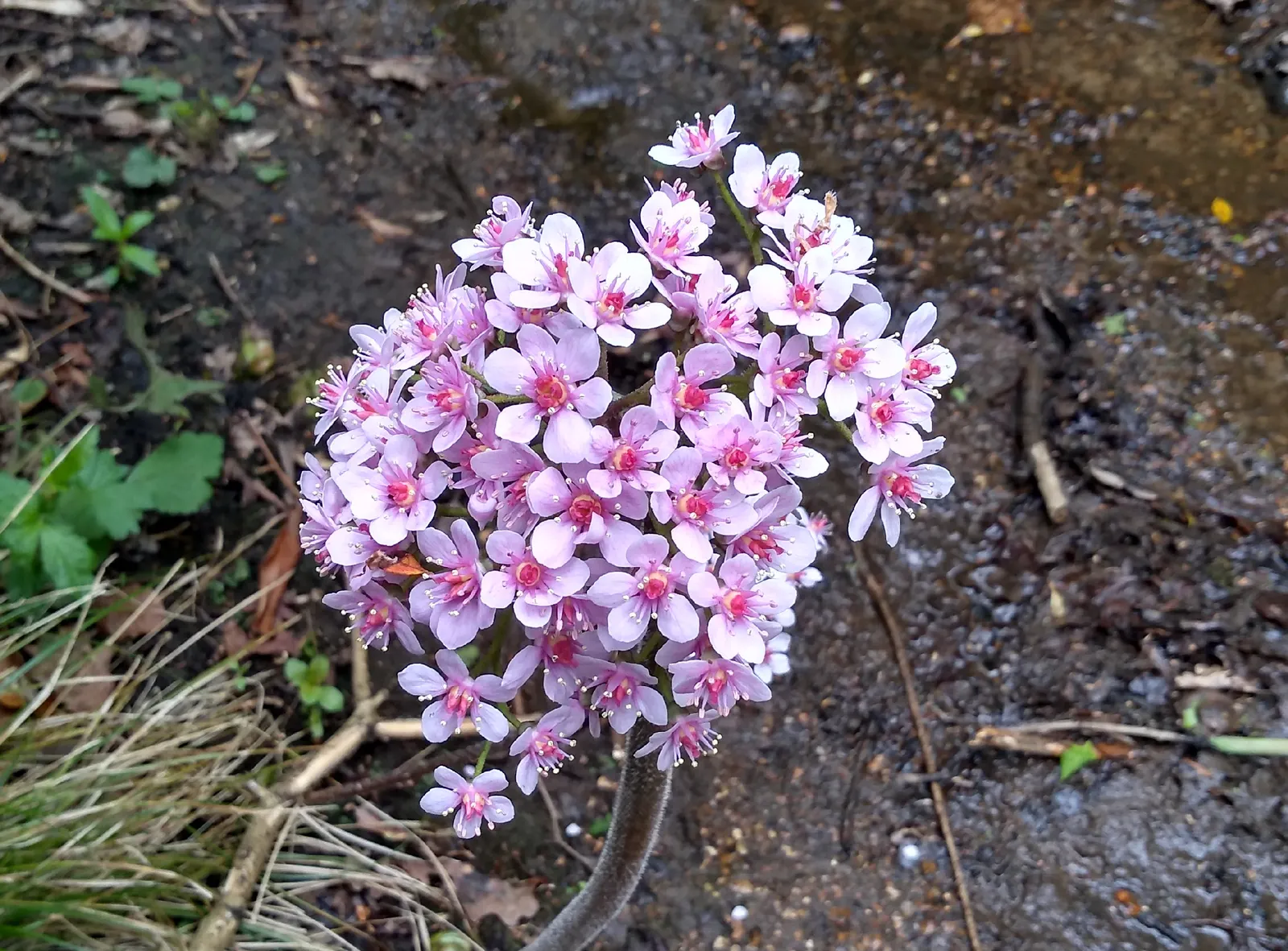 Umbrella Plant (Darmera Peltata) — This ephemeral floral show adds an early interest to the garden; native to the cool mountain streams of, image 71