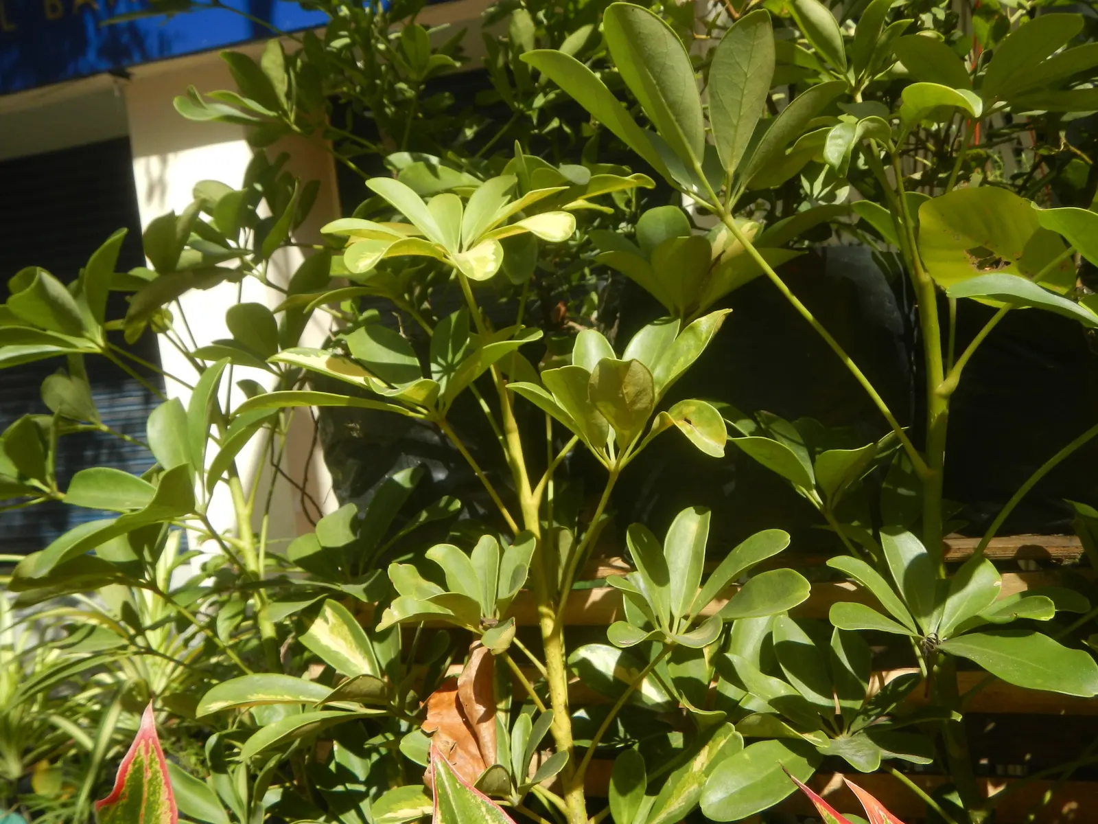 Umbrella Plant (Darmera Peltata) — These leaves emerge on long petioles directly from the rhizome; is an attractive perennial suited for those seeking a