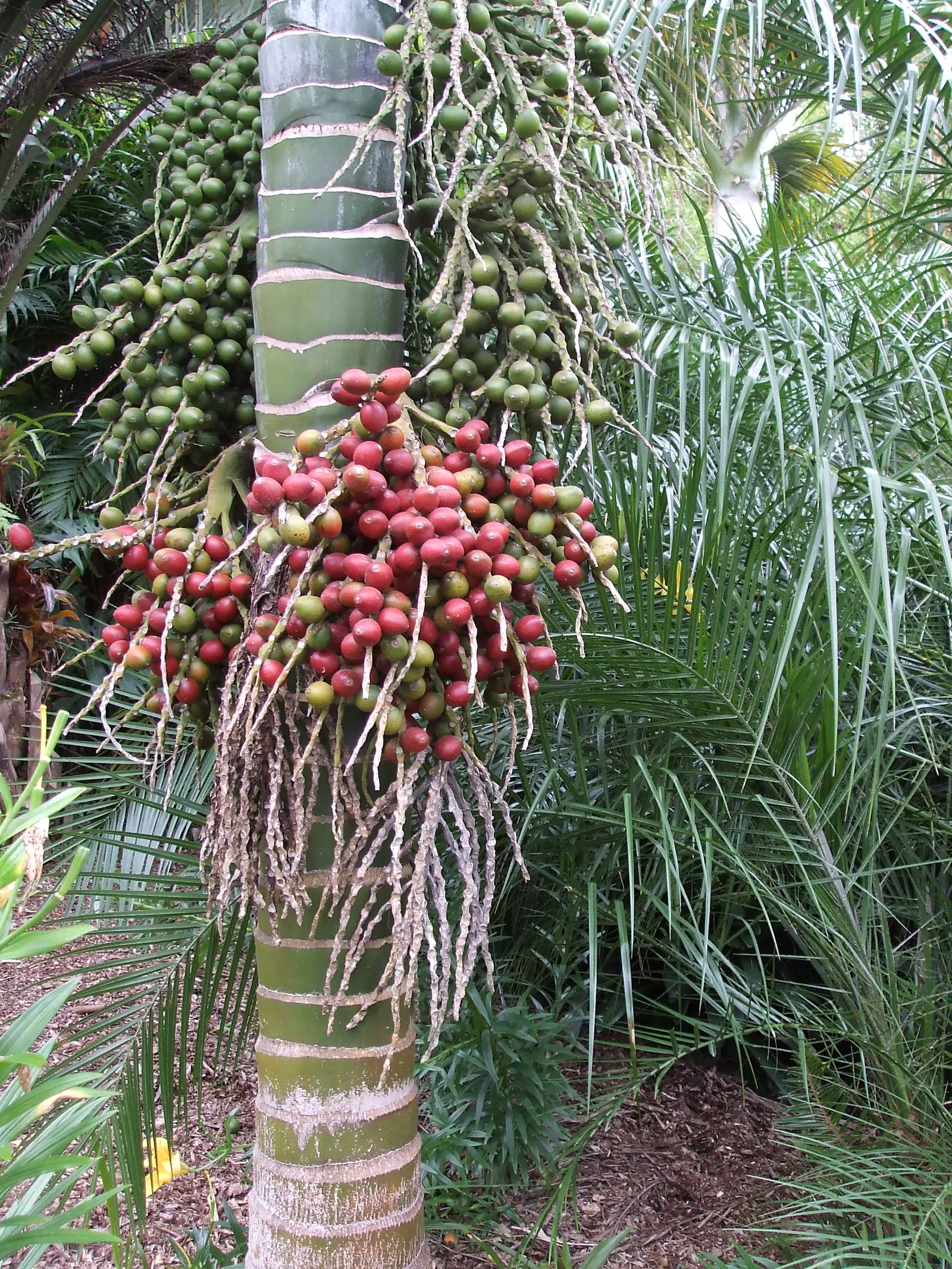 Umbrella Plant (Darmera Peltata) — soft-pink to white flowers elevated above the ground on flower stalks that may grow up to 5 feet tall