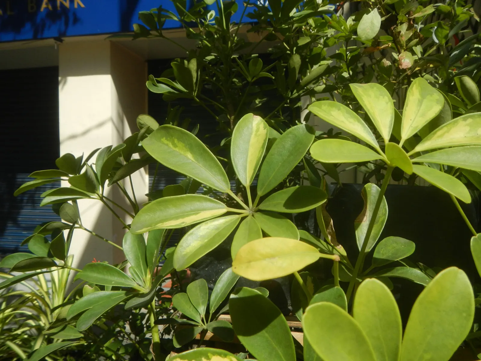 Umbrella Plant (Darmera Peltata) — umbrella-like canopy over the damp soil it prefers