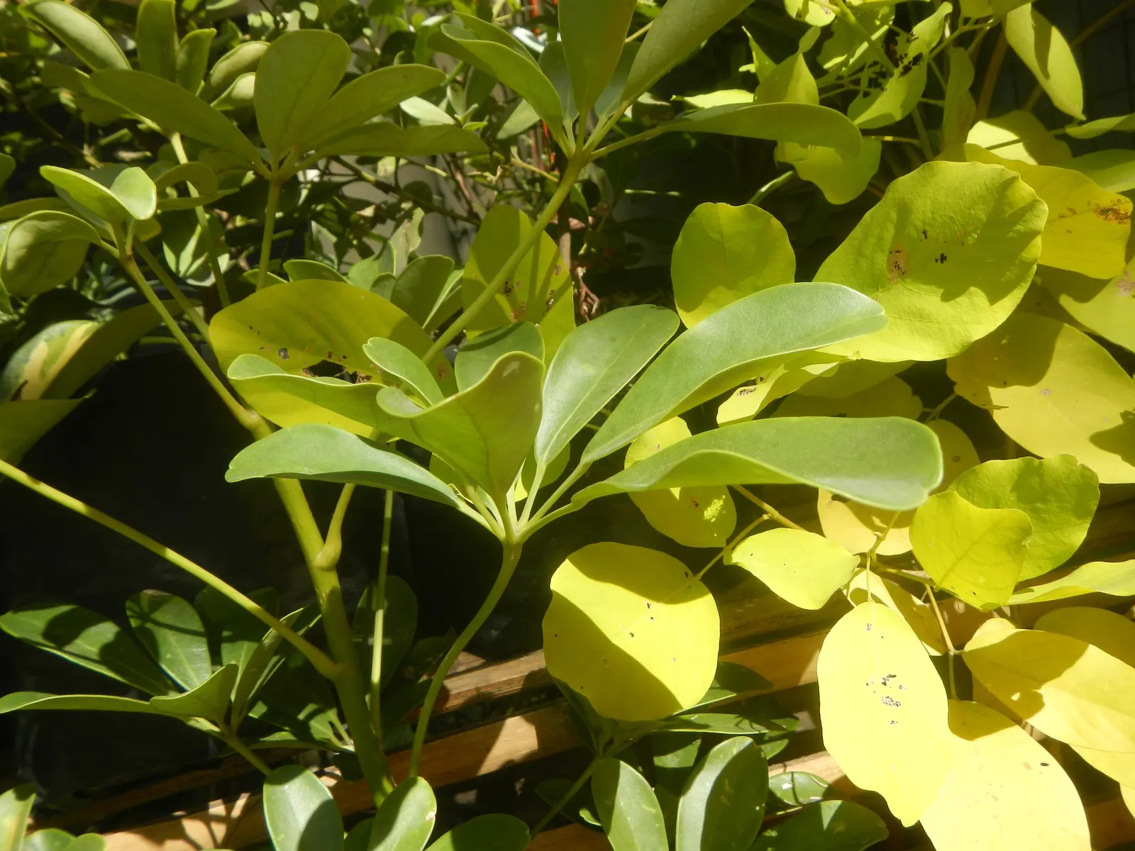Umbrella Plant (Darmera Peltata) — This perennial thrives in moist, shaded areas, ideal for waterside plantings or damp woodland gardens