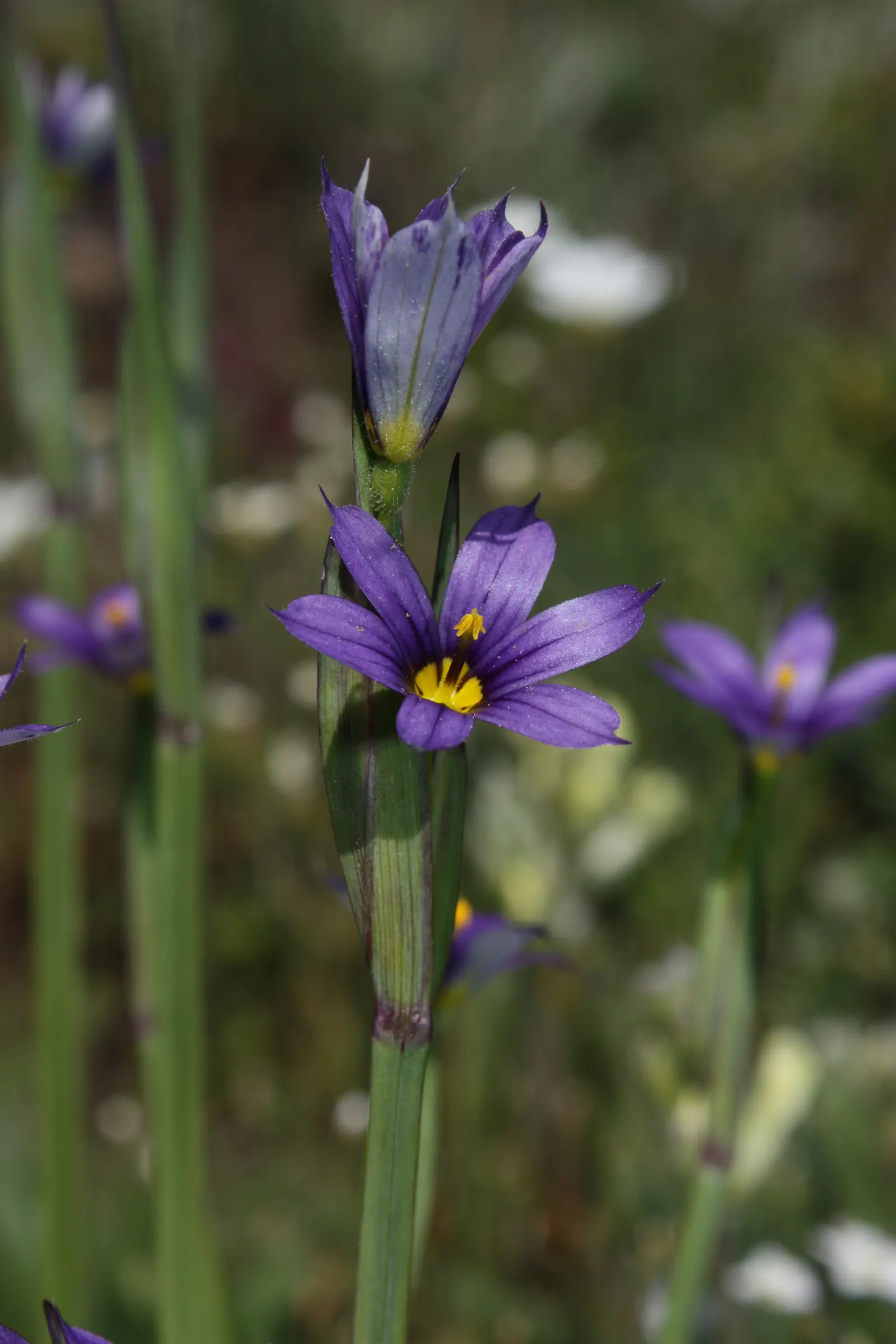 Idaho Blue-Eyed Grass (Sisyrinchium Idahoense) — is a charming perennial with grassy foliage reaching up to 12 inches tall