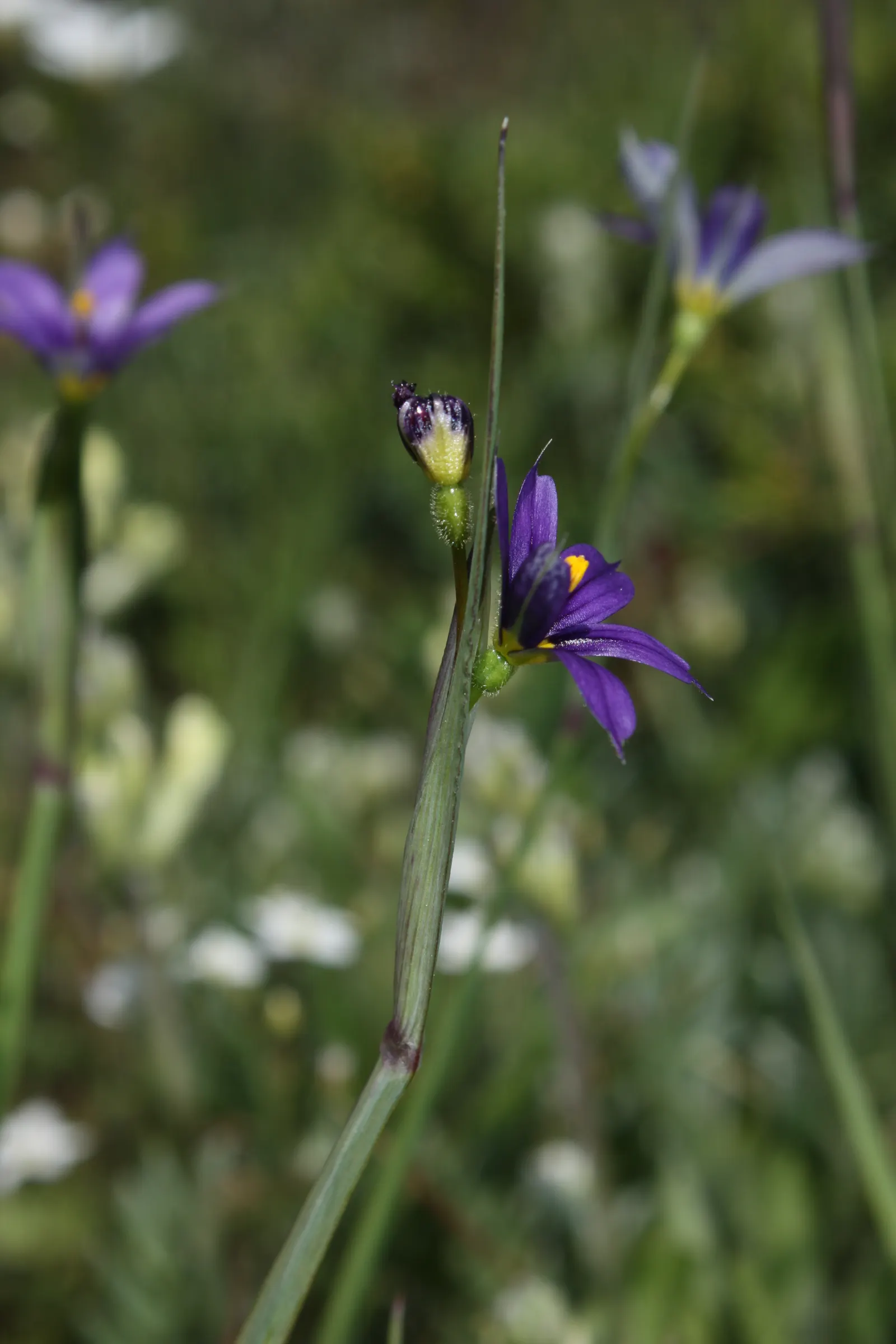 Idaho Blue-Eyed Grass (Sisyrinchium Idahoense) — This low-maintenance plant blooms from May to July
