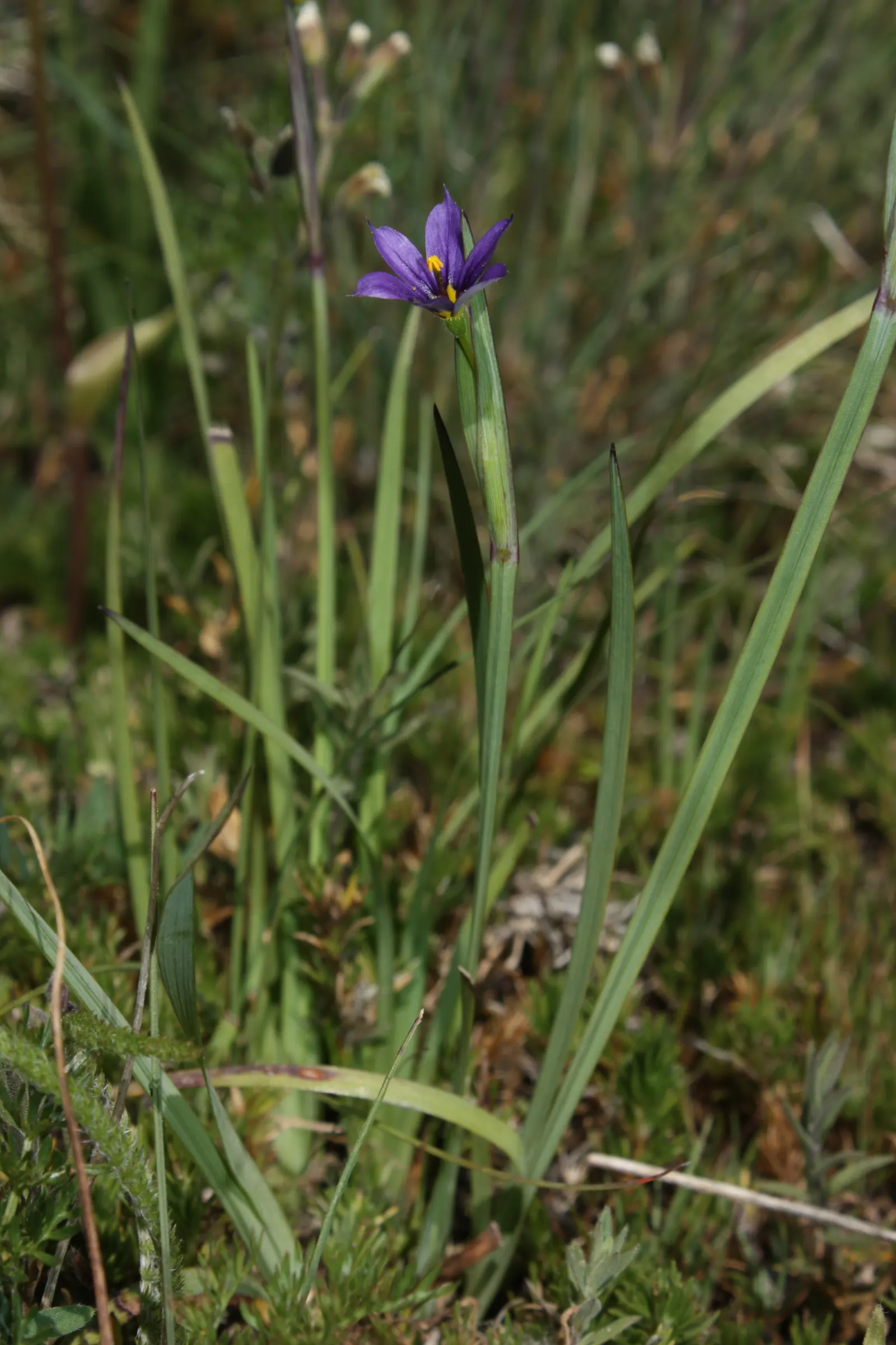 Idaho Blue-Eyed Grass (Sisyrinchium Idahoense) — It showcases captivating small, star-shaped blue-purple flowers with a distinctive yellow center