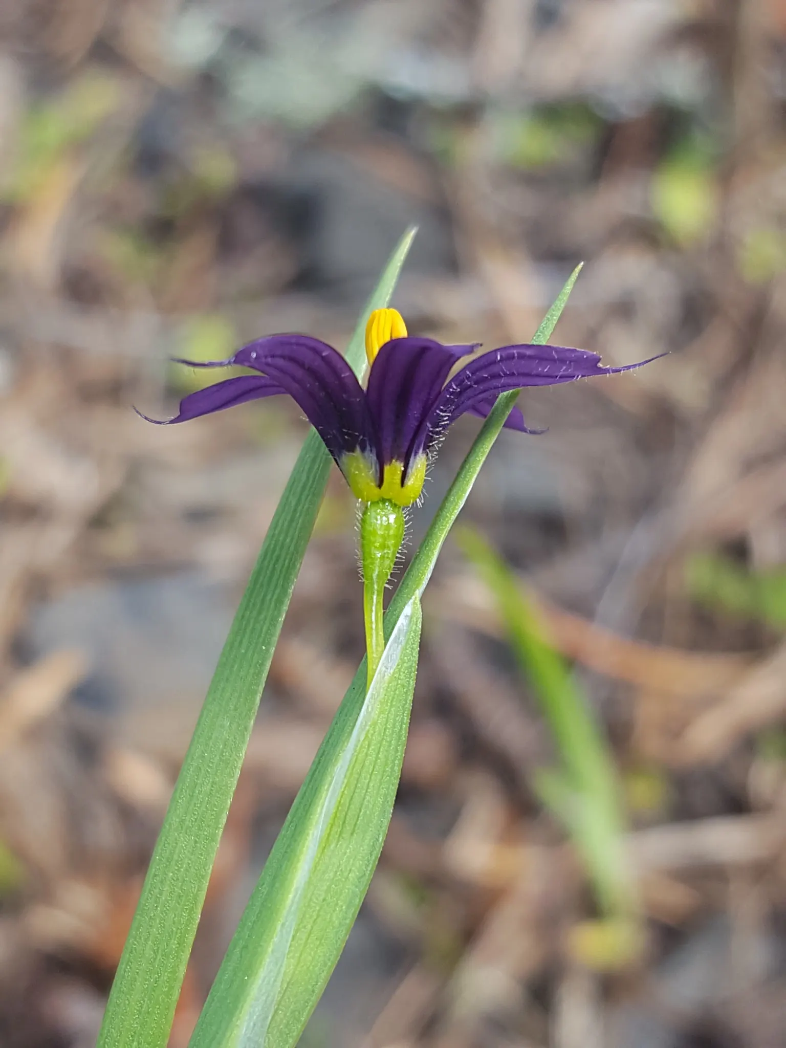 Idaho Blue-Eyed Grass (Sisyrinchium Idahoense) — Thriving in USDA zones 4-9, it prefers full sun to part shade and well-draining soils