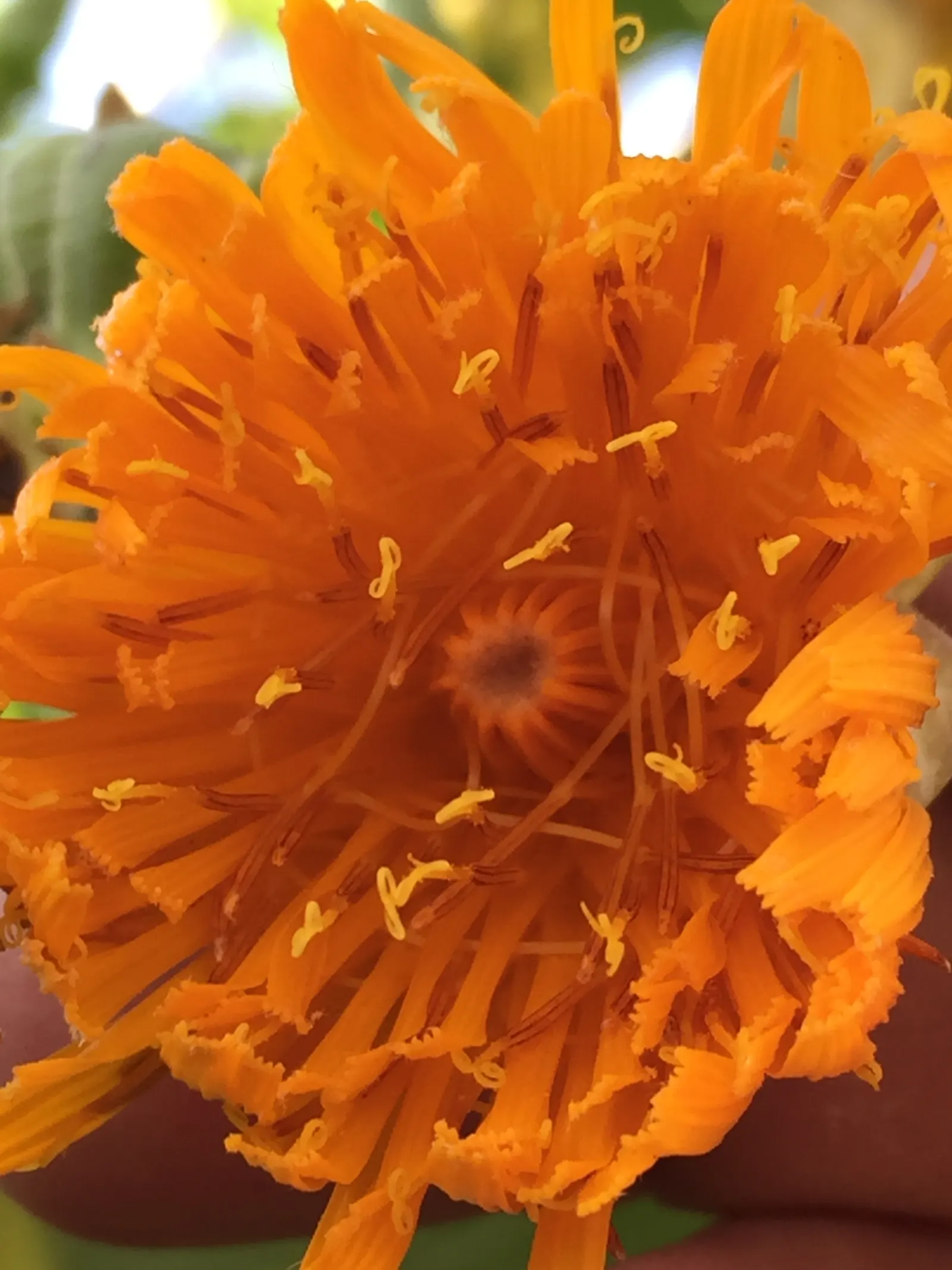 Orange Groundsel (Senecio Fulgens) — The Orange Thistle, or Senecio fulgens, is a striking, low-maintenance perennial