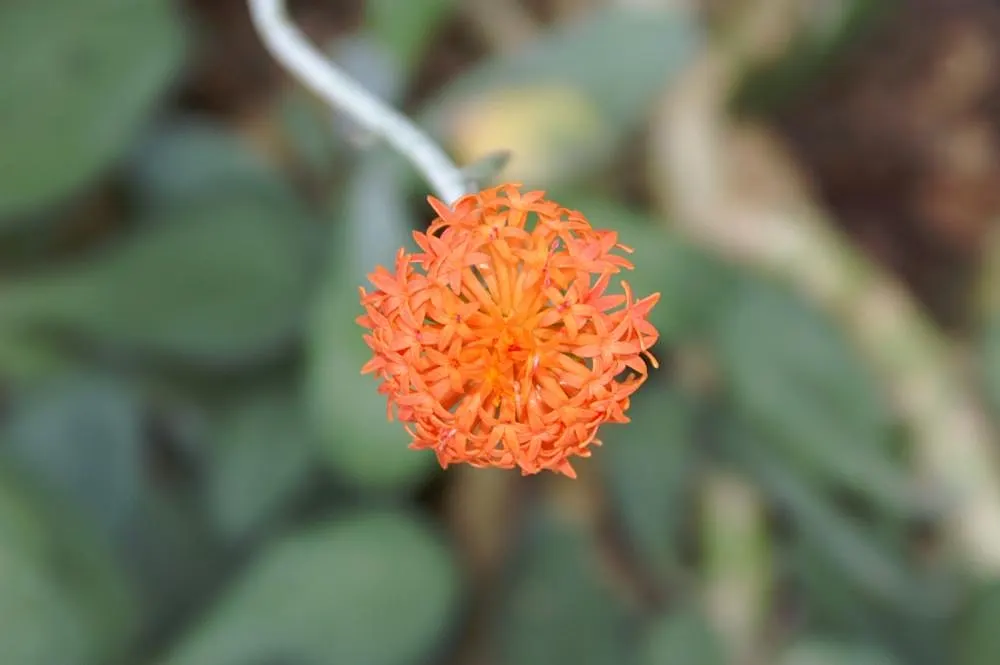 Orange Groundsel (Senecio Fulgens) — It boasts vibrant orange-red thistle-like flowers atop succulent, gray-green foliage