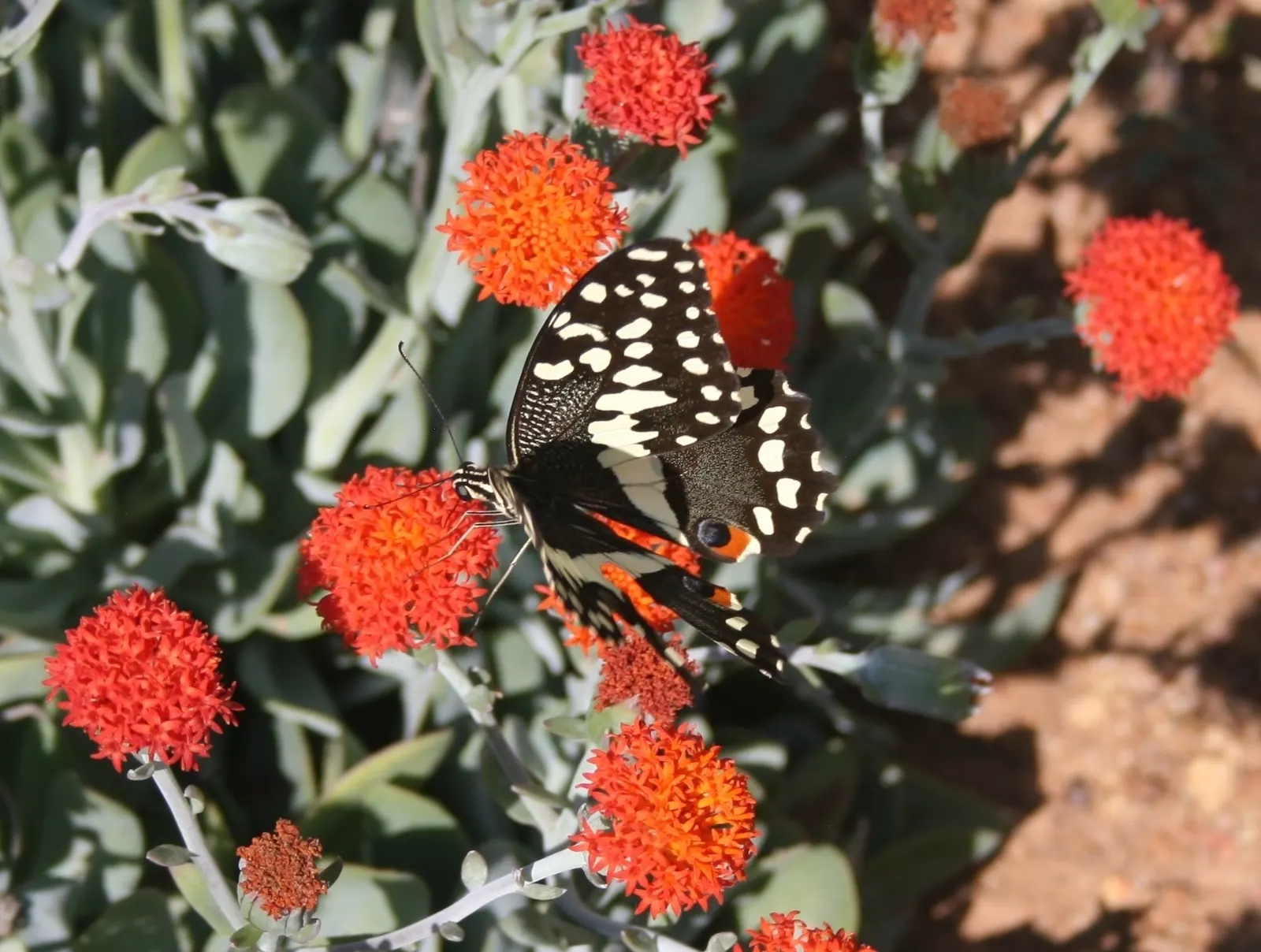 Orange Groundsel (Senecio Fulgens) — Ideal for xeriscaping or as an accent in rock gardens
