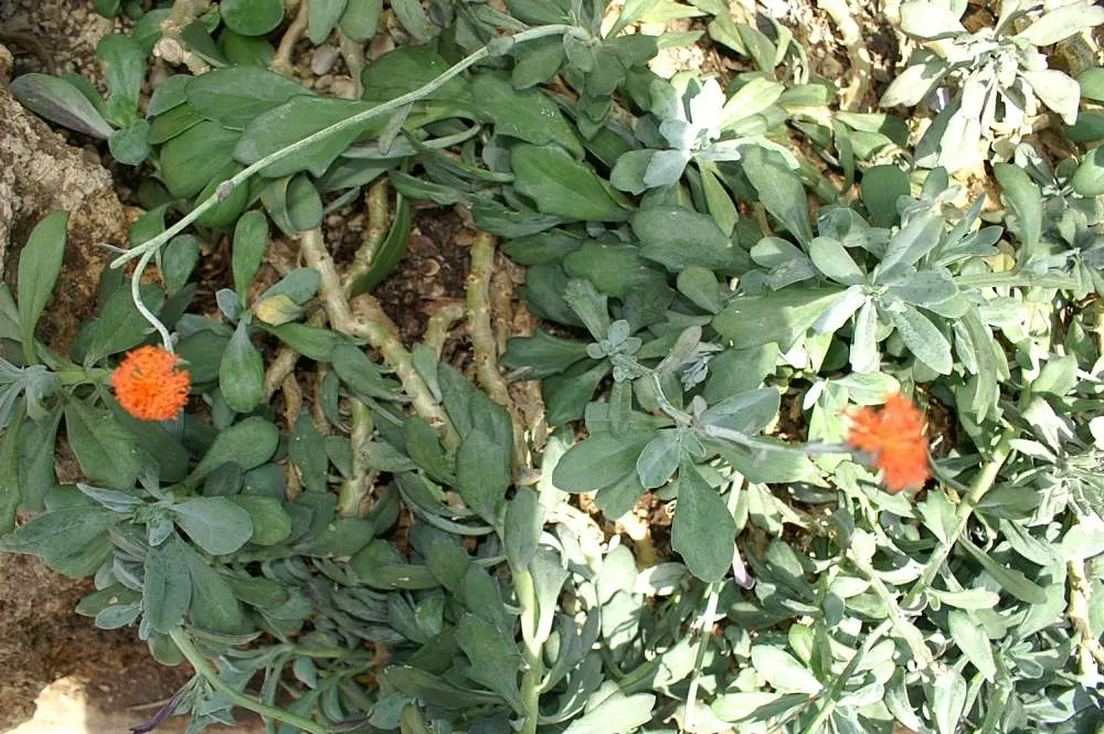 Orange Groundsel (Senecio Fulgens) — commonly referred to as Orange Thistle