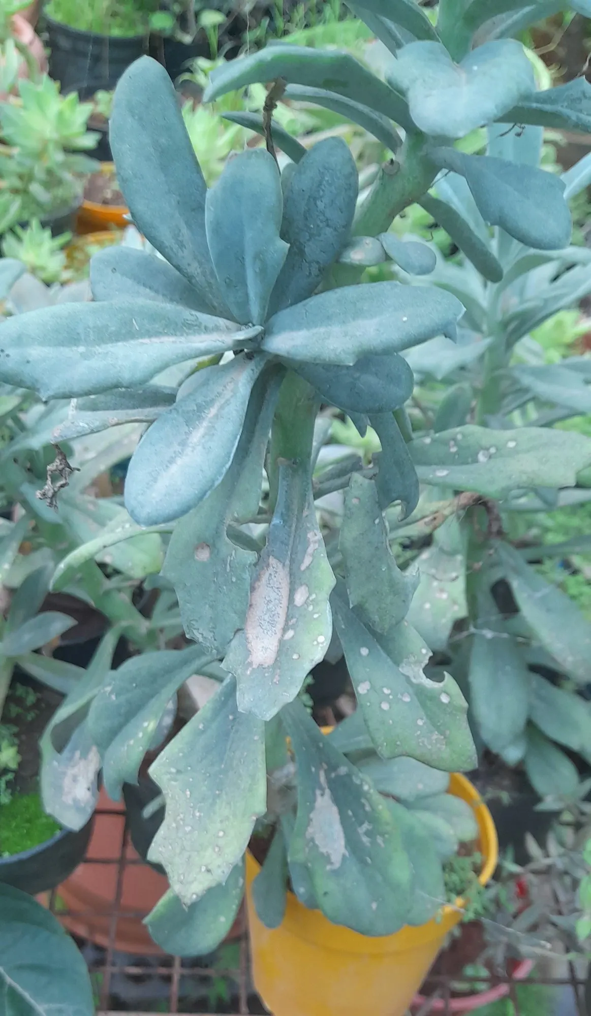 Orange Groundsel (Senecio Fulgens) — thistle-like flower heads