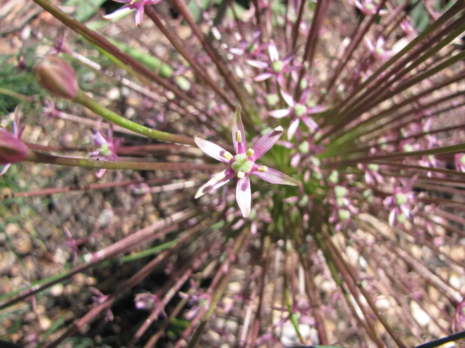 Tumbleweed Onion (Allium Schubertii) — Blooms in late spring to early summer, ideal for a focal point in a xeriscape design
