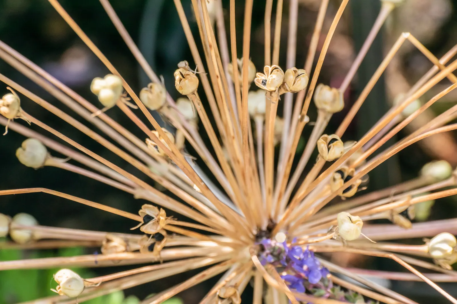 Tumbleweed Onion (Allium Schubertii) — Its dramatic seed heads add a whimsical touch as they detach and tumble away, dispersing seeds