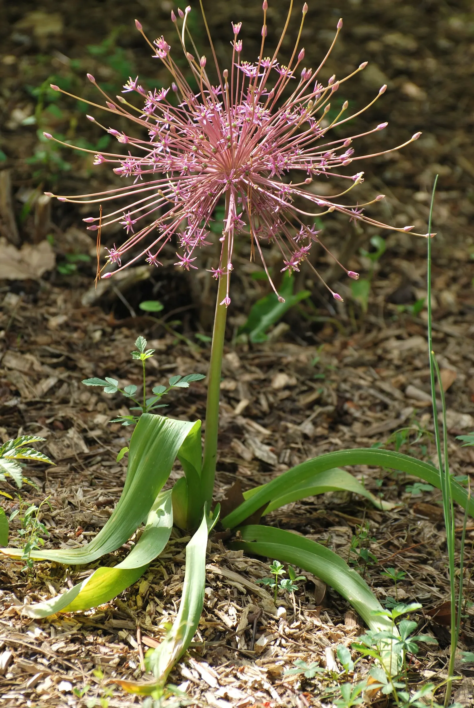 Tumbleweed Onion (Allium Schubertii) — is a unique and spirited addition to any garden landscape