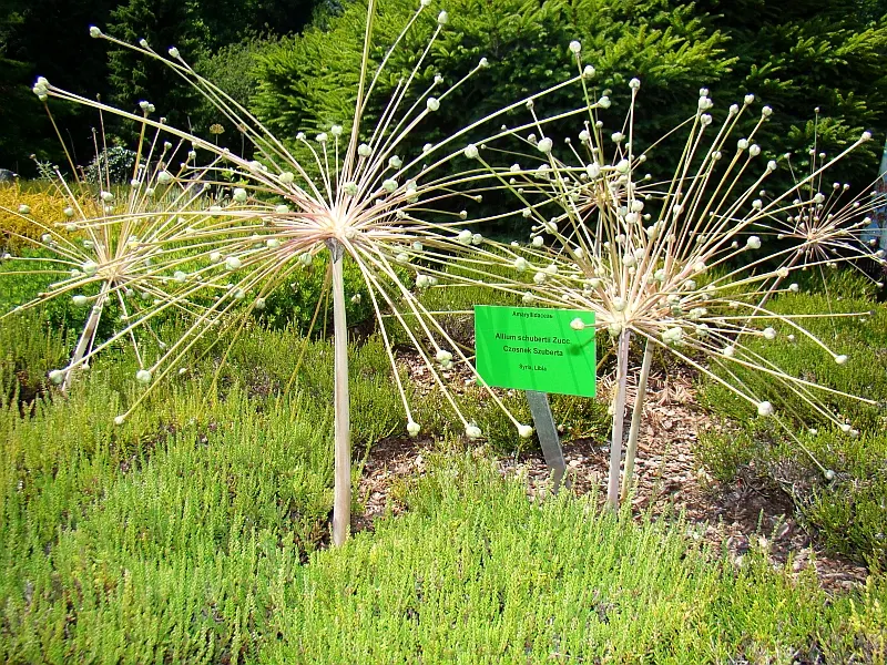 Tumbleweed Onion (Allium Schubertii) — Favored for its structural intrigue