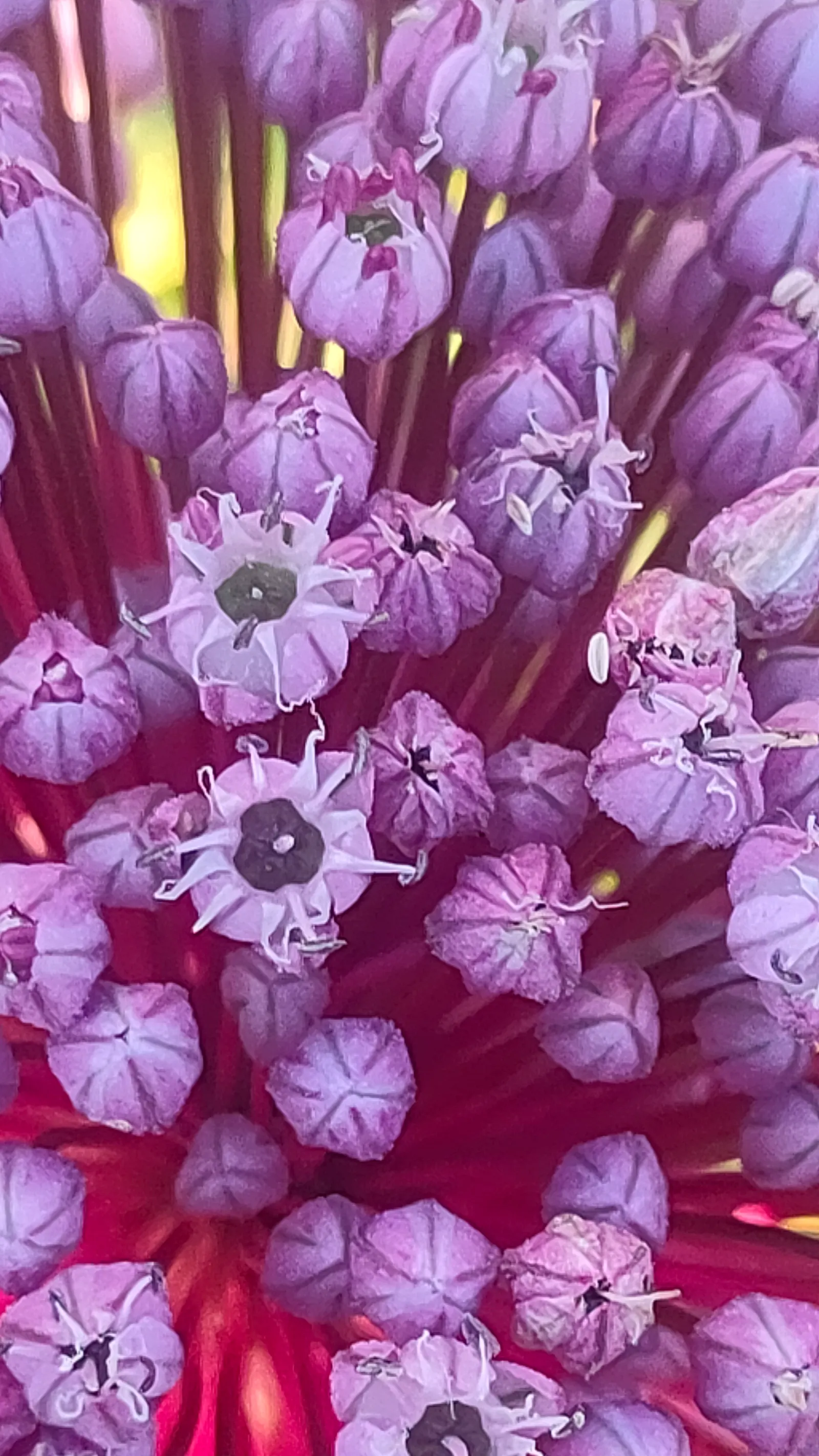 Tumbleweed Onion (Allium Schubertii) — commonly known as Tumbleweed Onion