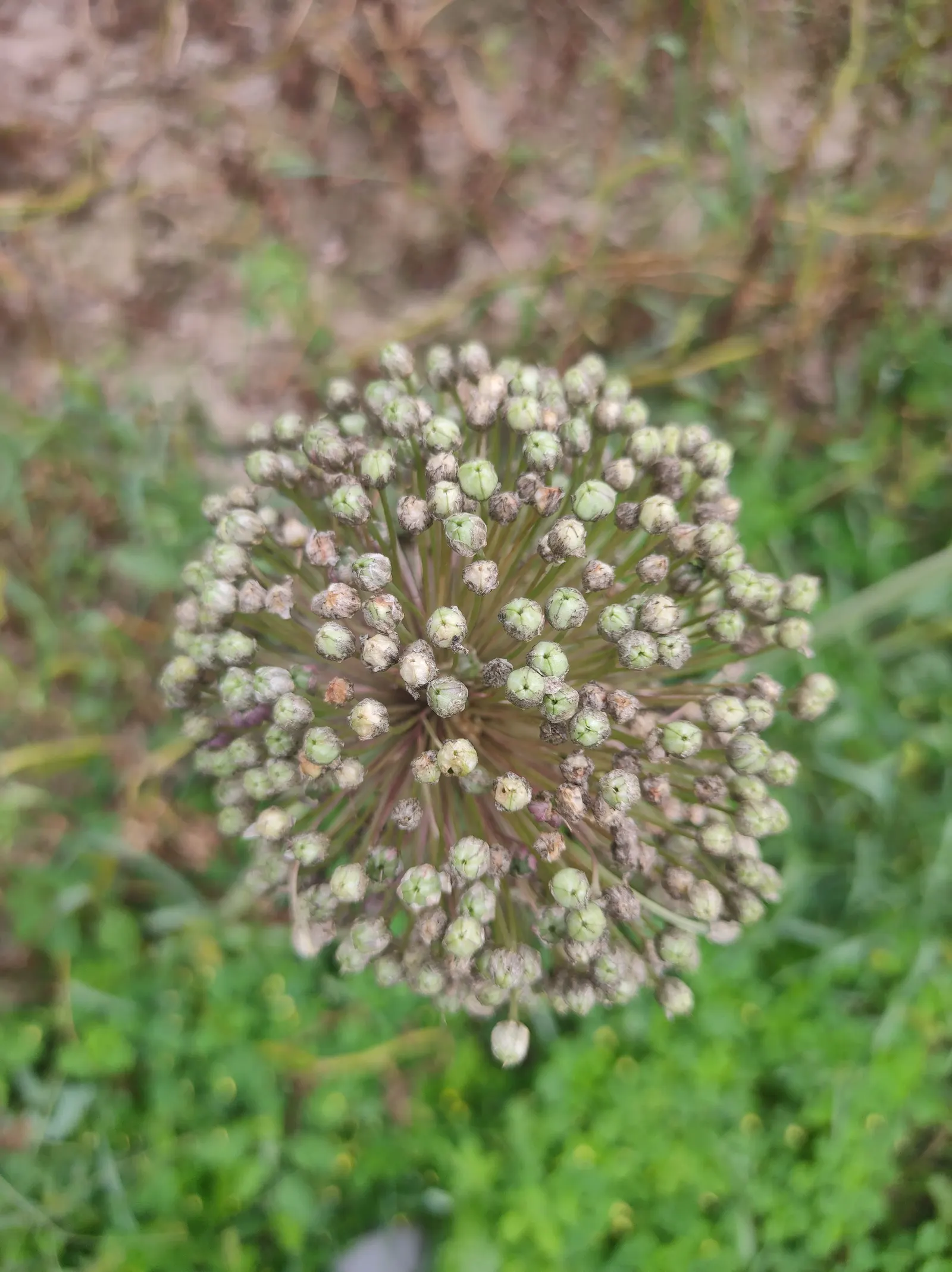 Tumbleweed Onion (Allium Schubertii) — spherical bloom with long