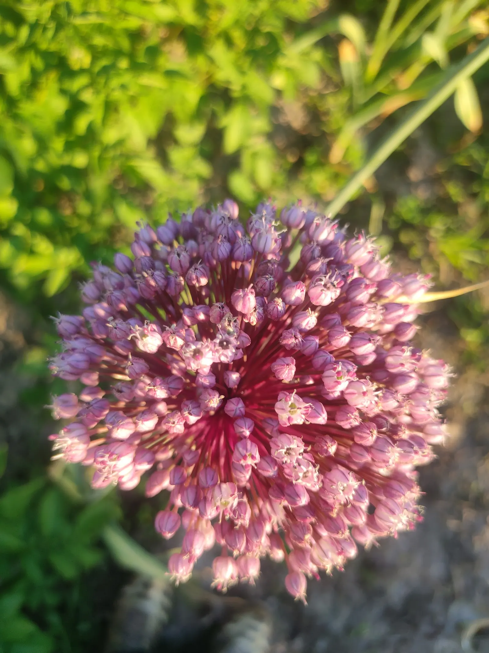 Tumbleweed Onion (Allium Schubertii) — Native to the Eastern Mediterranean