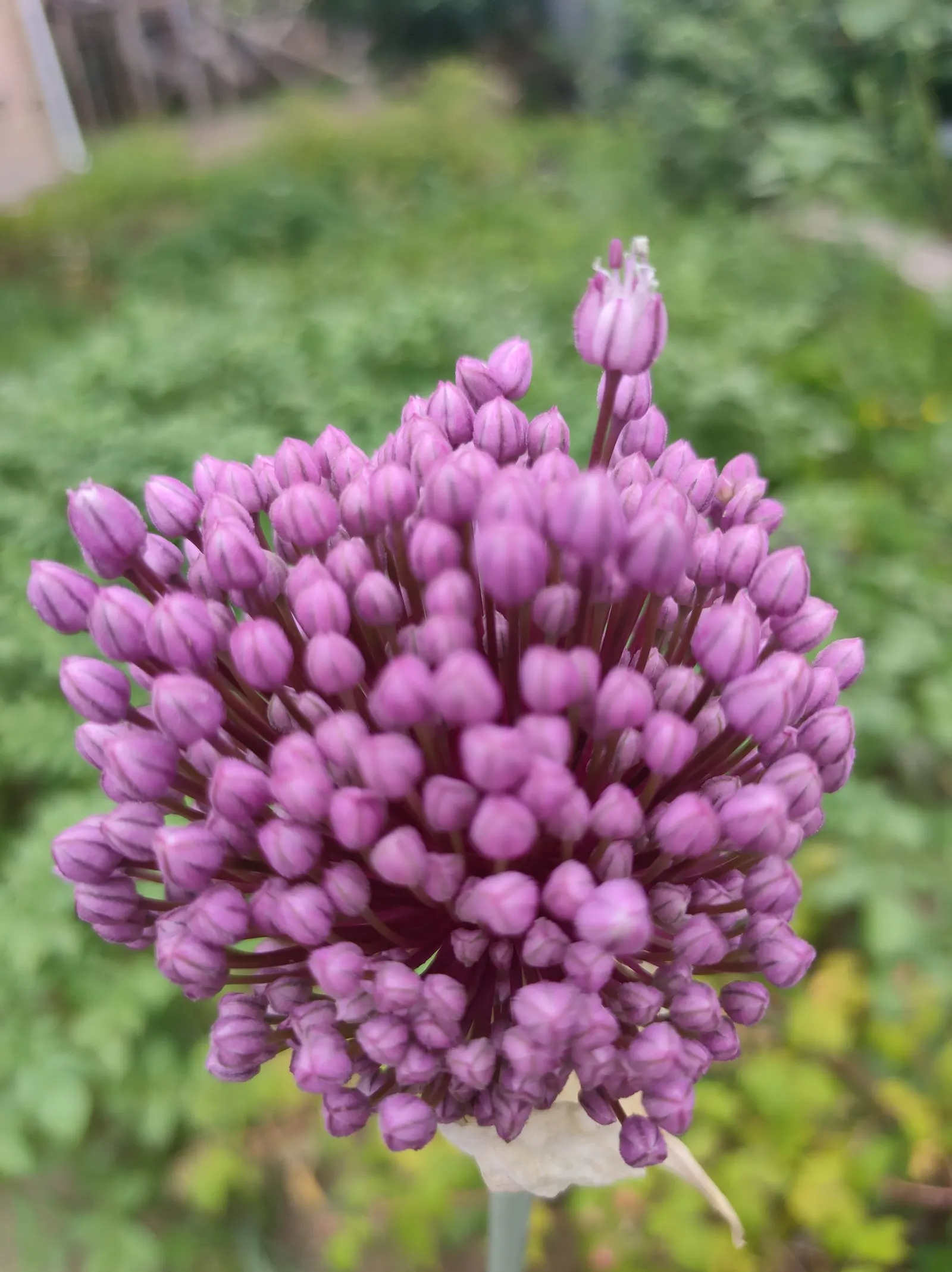 Tumbleweed Onion (Allium Schubertii) — uneven florets that can span up to 18 inches across