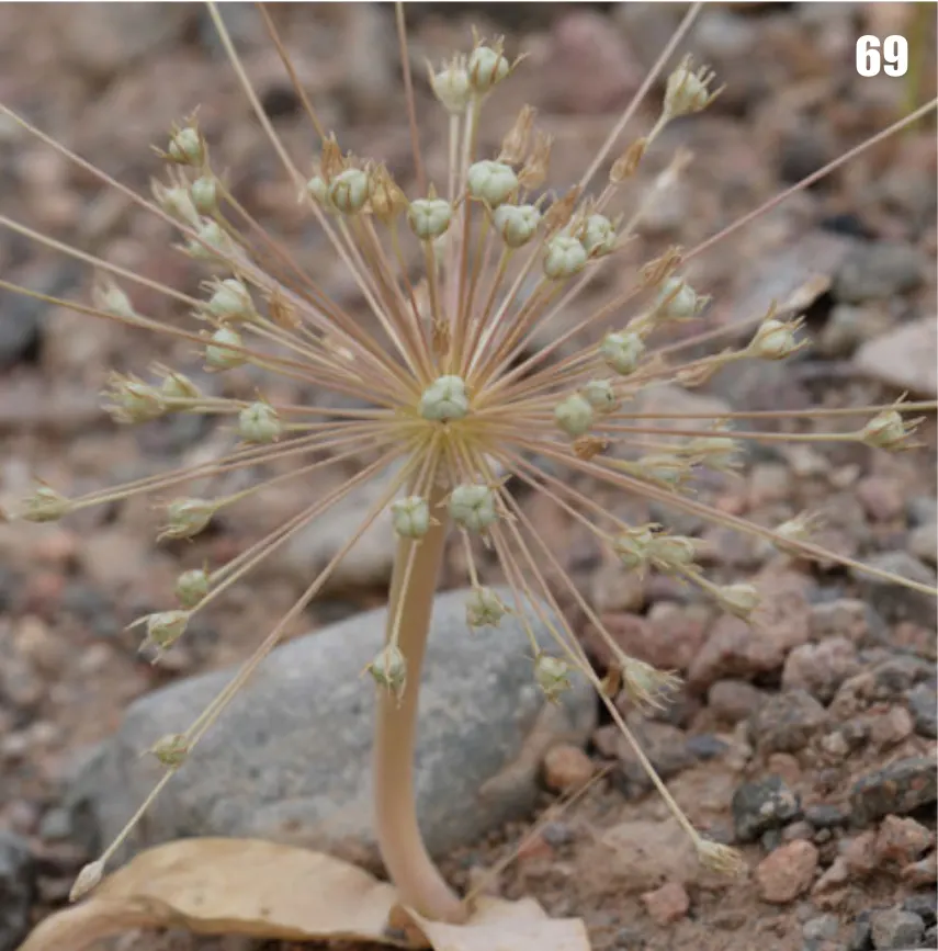 Tumbleweed Onion (Allium Schubertii) — making it an ideal companion to other late spring bloomers.<br><br>Standing tall