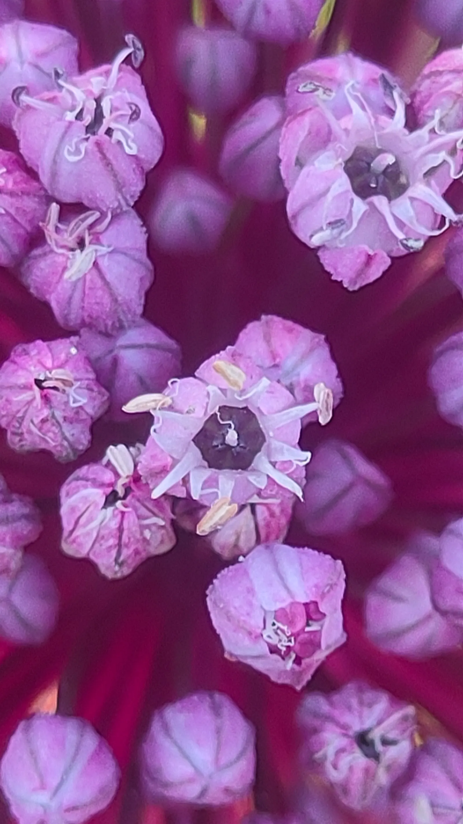 Tumbleweed Onion (Allium Schubertii) — This striking plant reaches a modest height of 12-24 inches and prefers full sun with well-draining soil