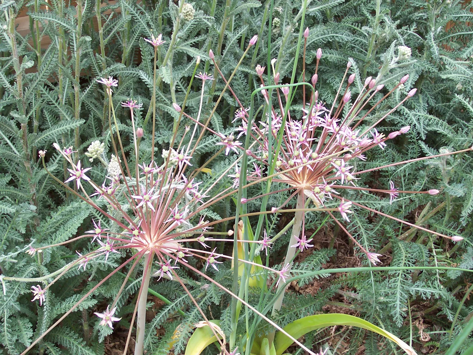 Tumbleweed Onion (Allium Schubertii) — the Tumbleweed Onion reaches an approximate height of 1 to 2 feet