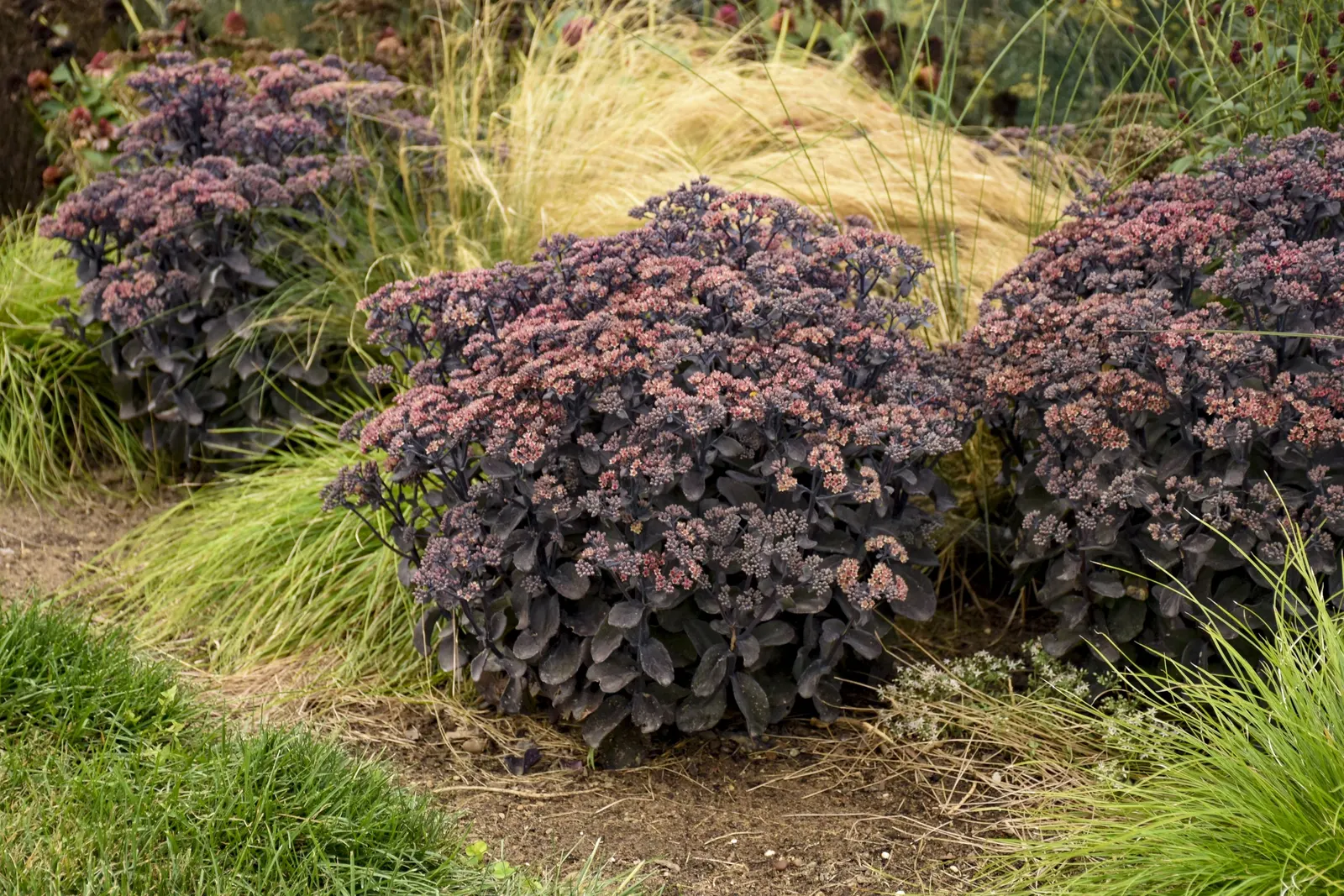 'Back in Black' Stonecrop (Sedum hybrid) — and white tones that glow beautifully against the dark foliage.<br><br>Compact but substantial