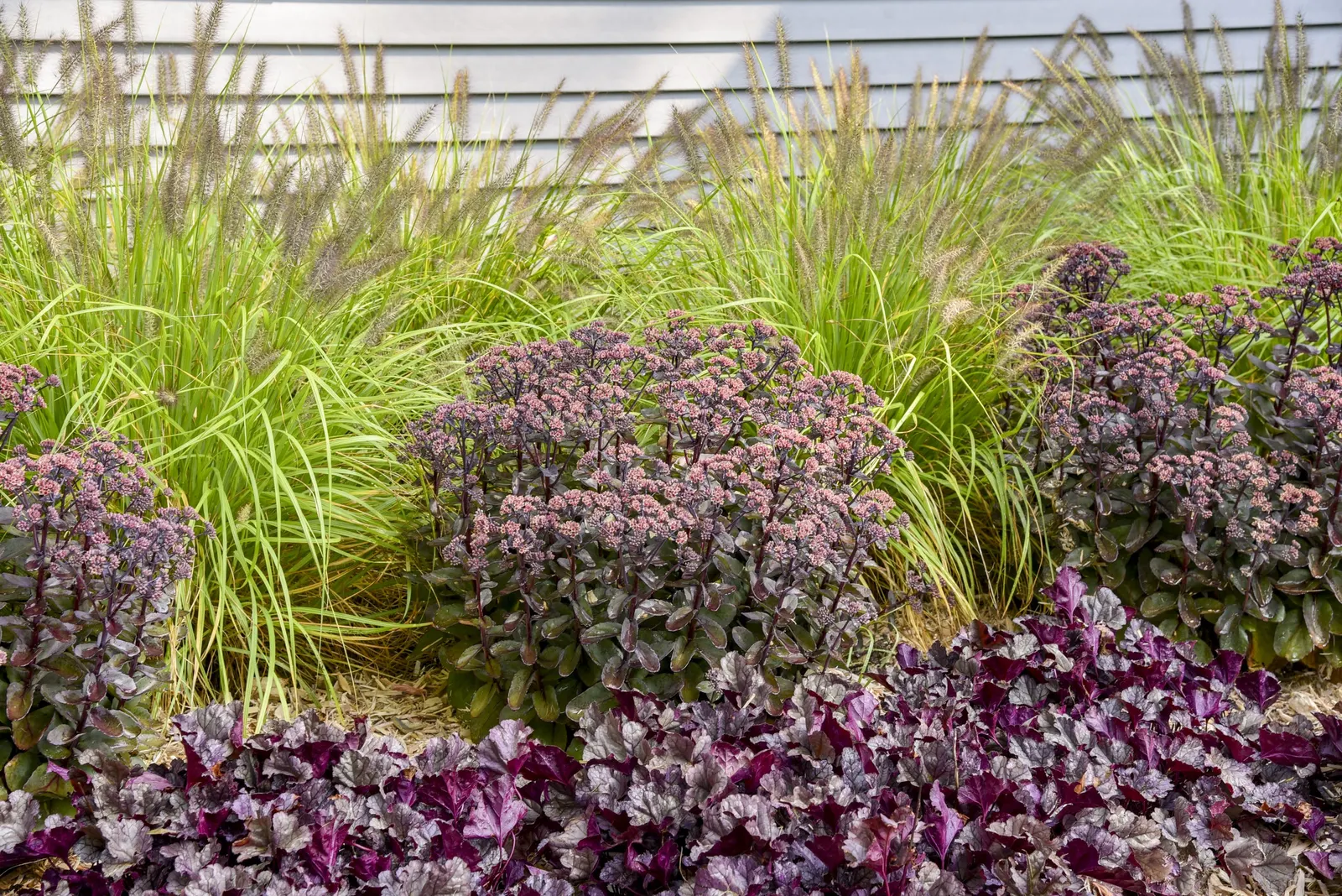 'Back in Black' Stonecrop (Sedum hybrid) — fleshy leaves that hold the border with a dramatic