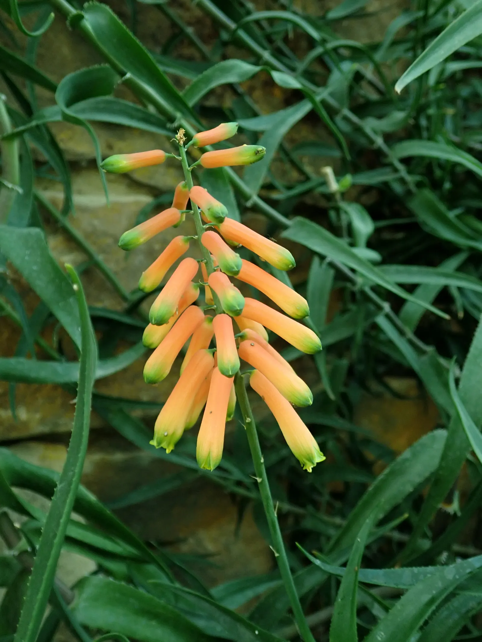 Climbing Aloe (Aloe Ciliaris) — The flowers are arranged on tall; plant Aloe ciliaris in well-drained soil and a position receiving full sun to partial shade