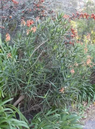 Climbing Aloe (Aloe Ciliaris) — Its green, lance-shaped leaves bear soft teeth, and it flourishes in USDA zones 9-11