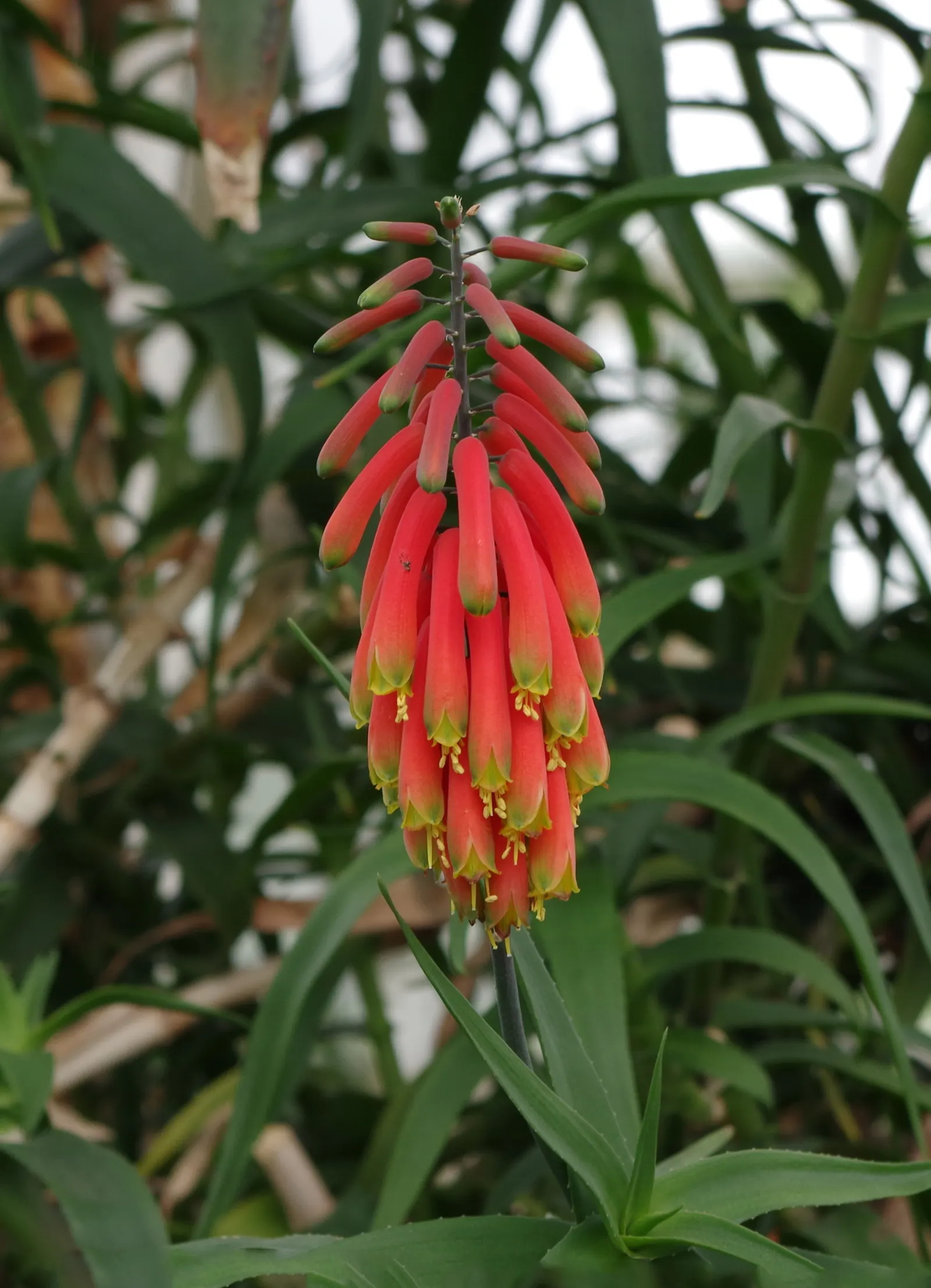 Climbing Aloe (Aloe Ciliaris) — Preferring full sun to partial shade, it requires well-draining soil and minimal watering; succulent with orange blooms