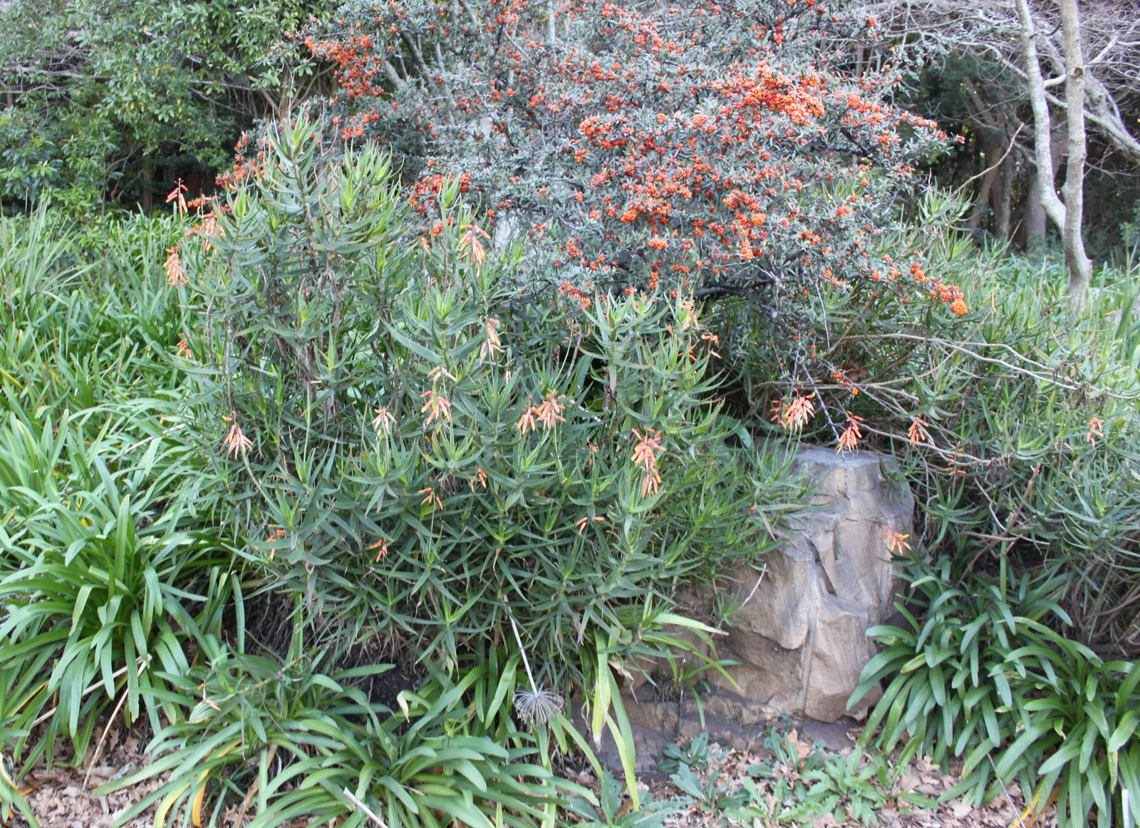 Climbing Aloe (Aloe Ciliaris) — the leaves might store water to help the plant thrive in hot; making it suitable for warm climates but requiring protection