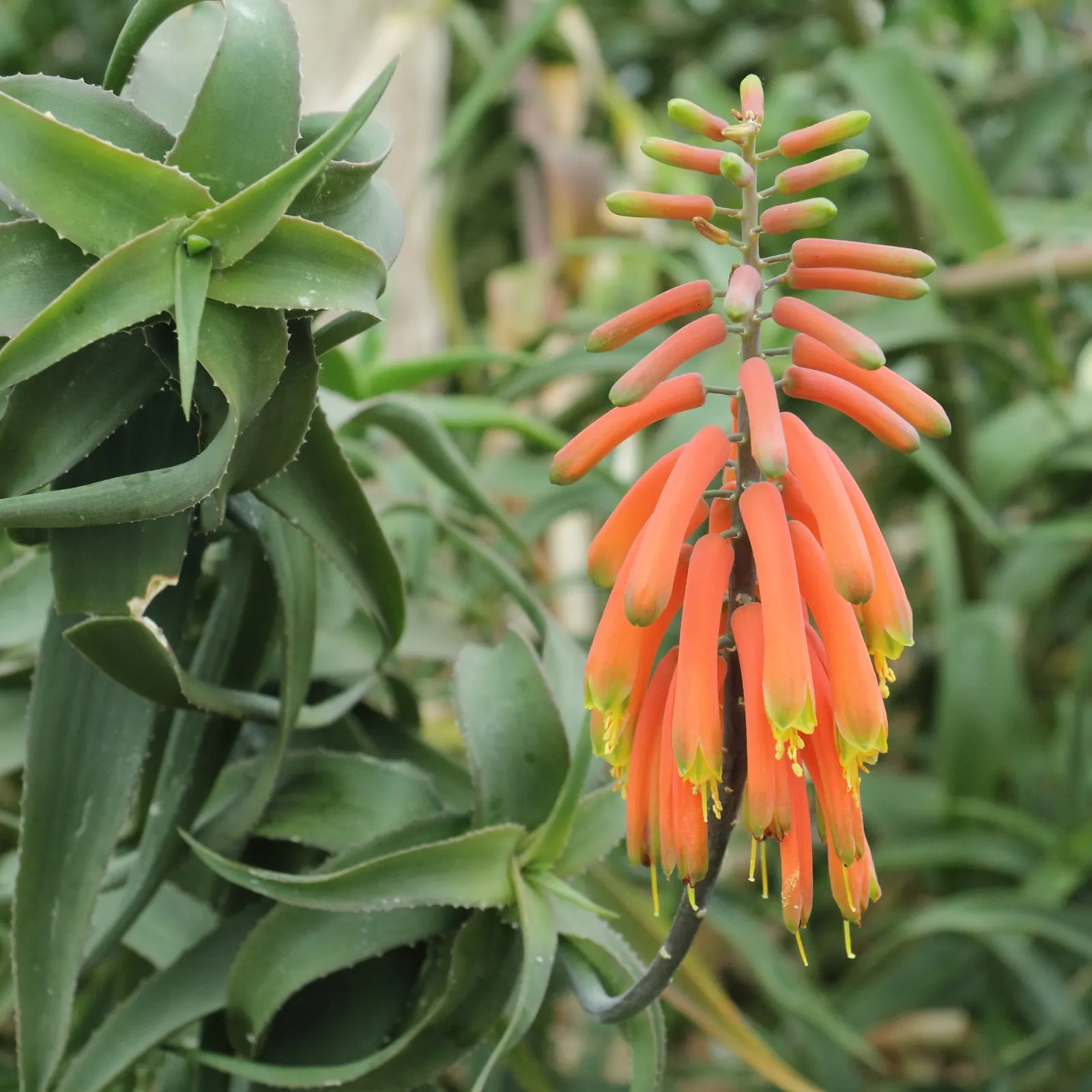 Climbing Aloe (Aloe Ciliaris) — succulent for full or half or shade