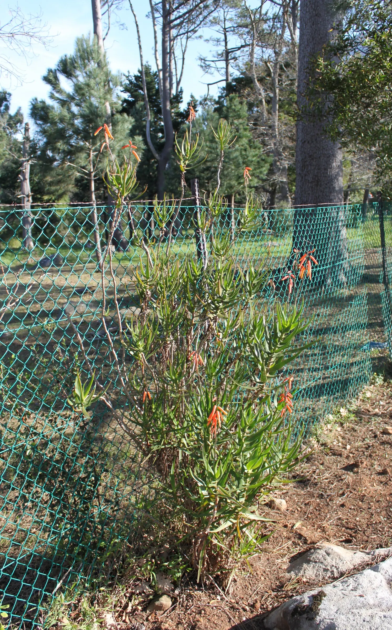 Climbing Aloe (Aloe Ciliaris) — The flowers are arranged on tall