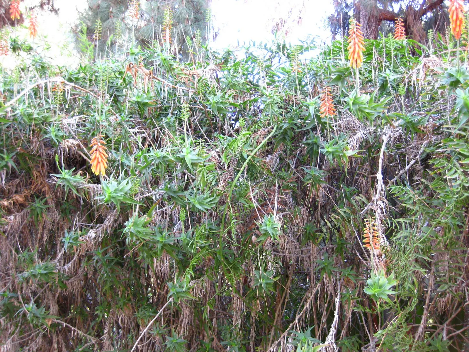 Climbing Aloe (Aloe Ciliaris) — with a minimal spacing of 24 inches between each plant to accommodate their spread; they are tolerant of drought once