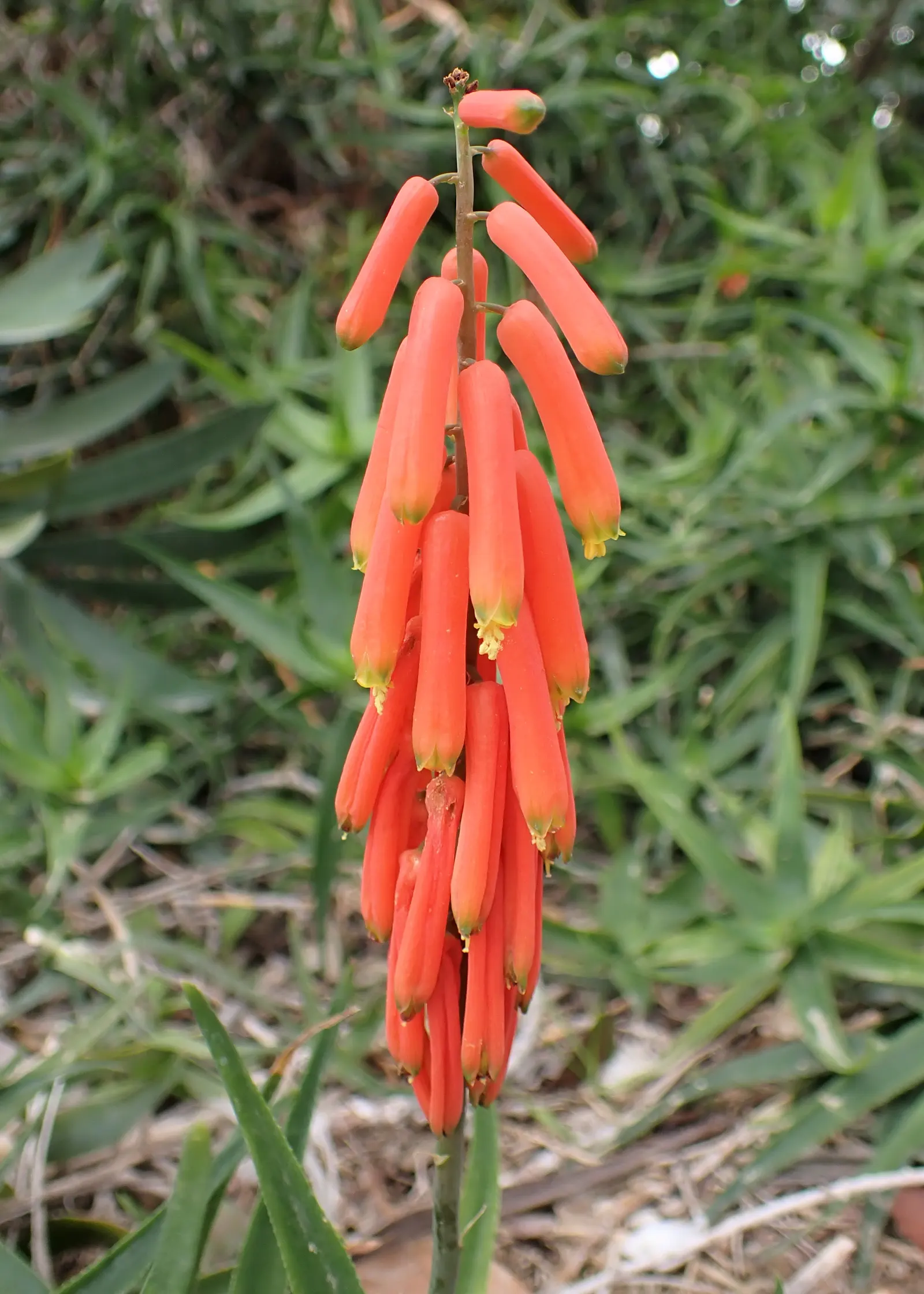 Climbing Aloe (Aloe Ciliaris) — evergreen succulent capable of reaching heights up to 10 feet with support