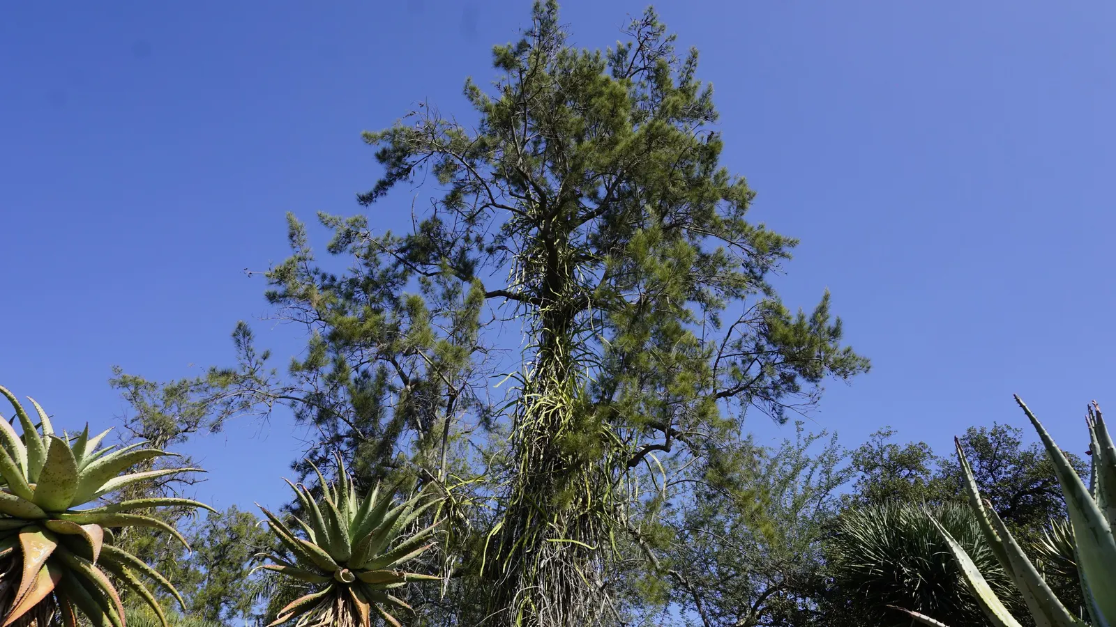 Climbing Aloe (Aloe Ciliaris) — This species hails from the Eastern Cape of South Africa and is the fastest-growing among its aloe cousins, image 58